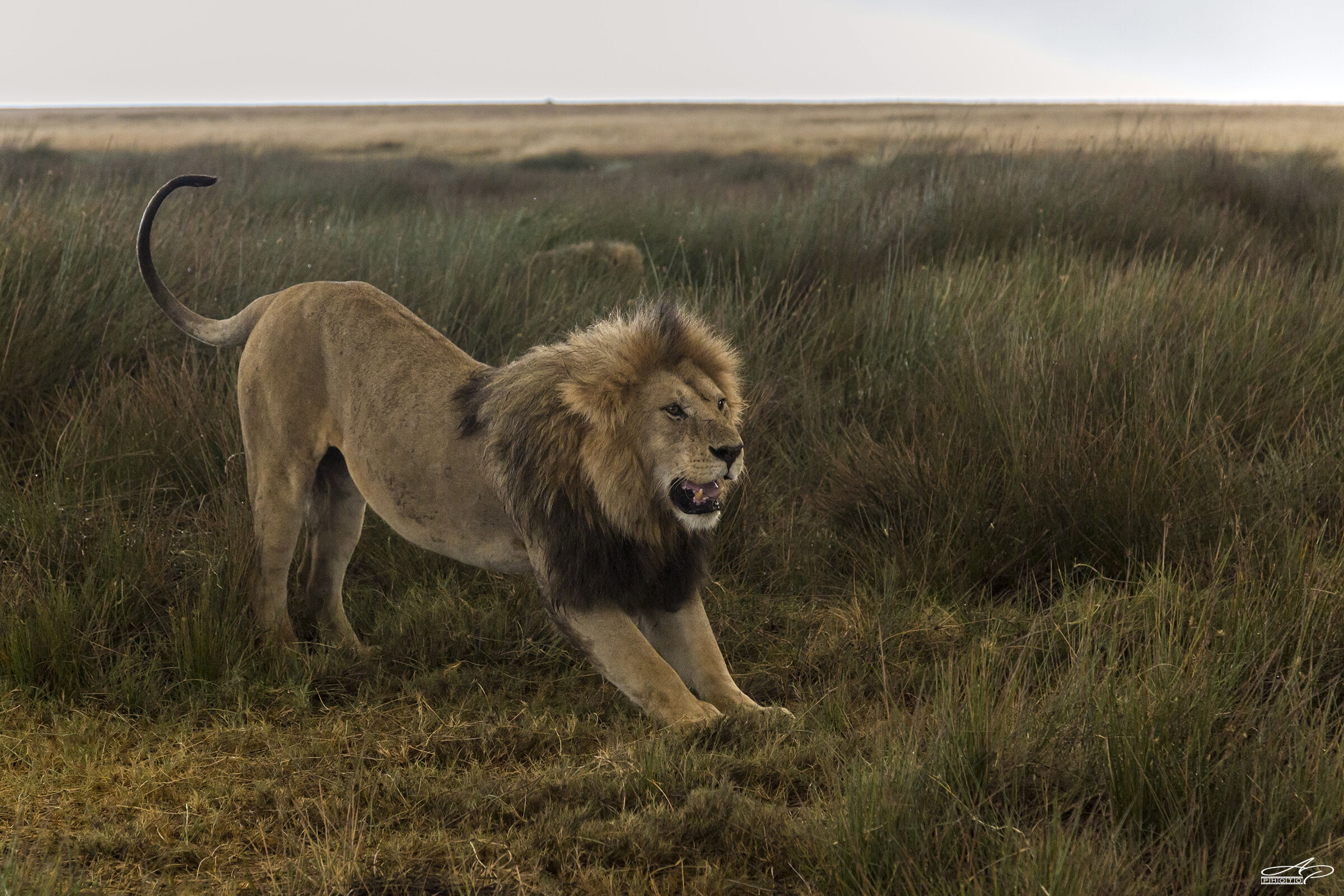 The King's stretch..