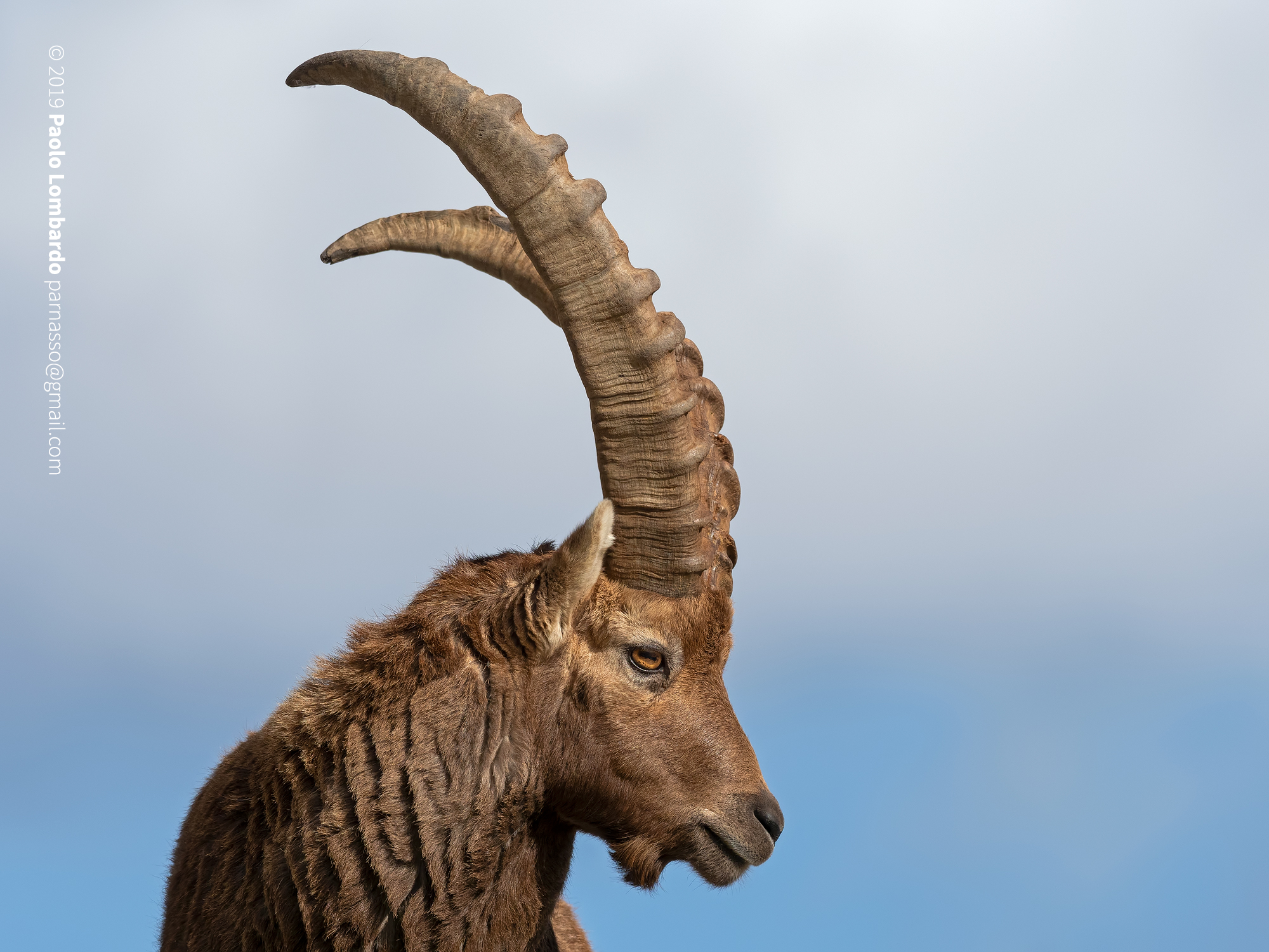 Goat Ibex-Steinbock-Ibex Goat Stambecco