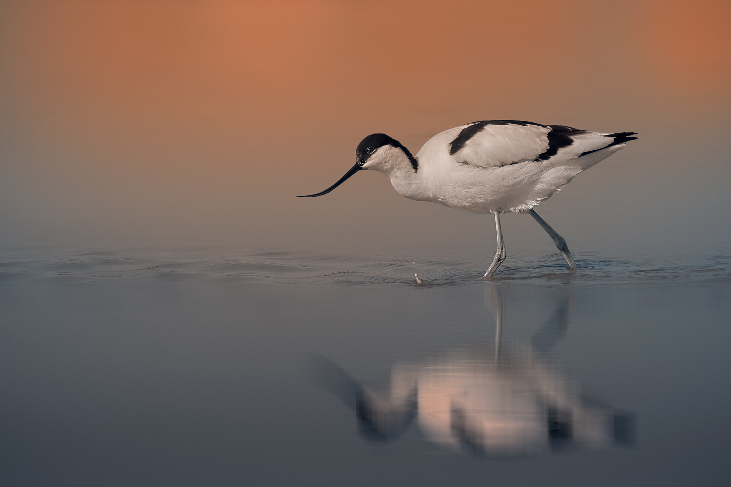 Avocetta