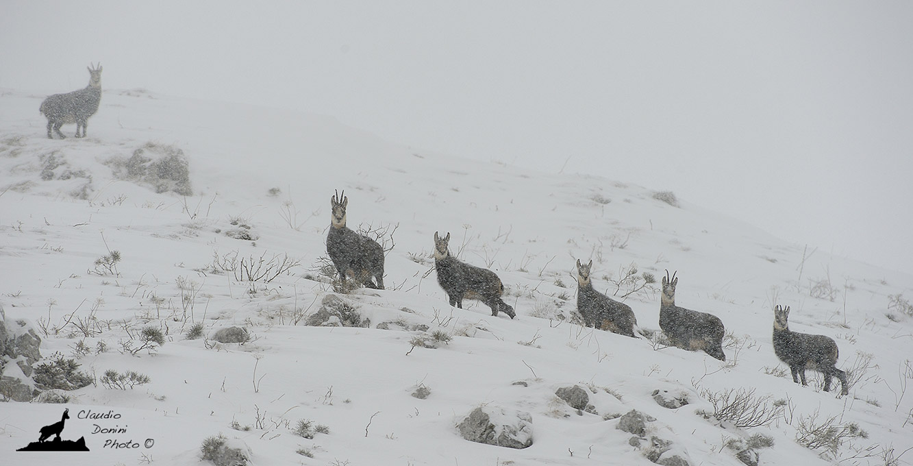 Camosci nella tormenta