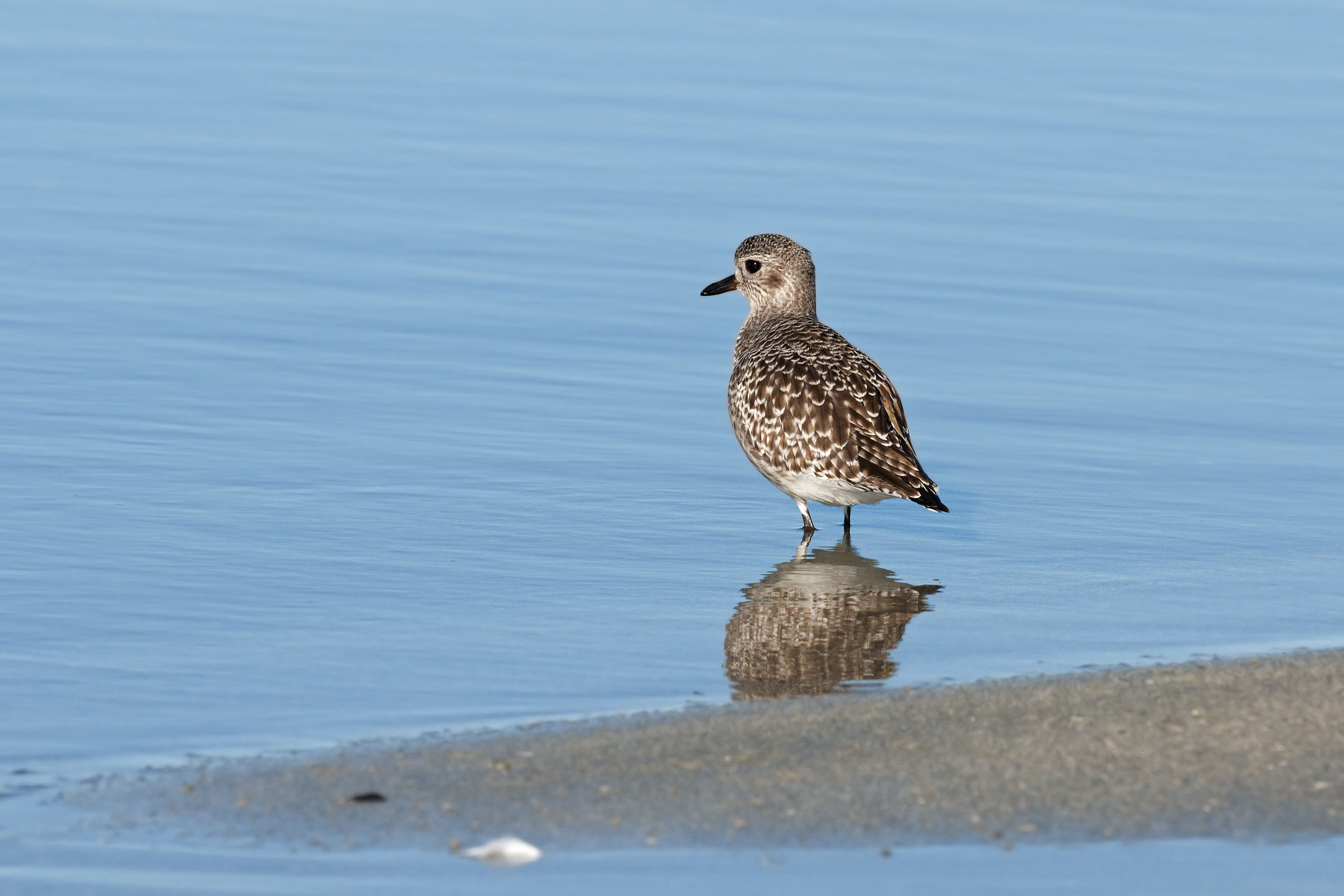plover in winter dress