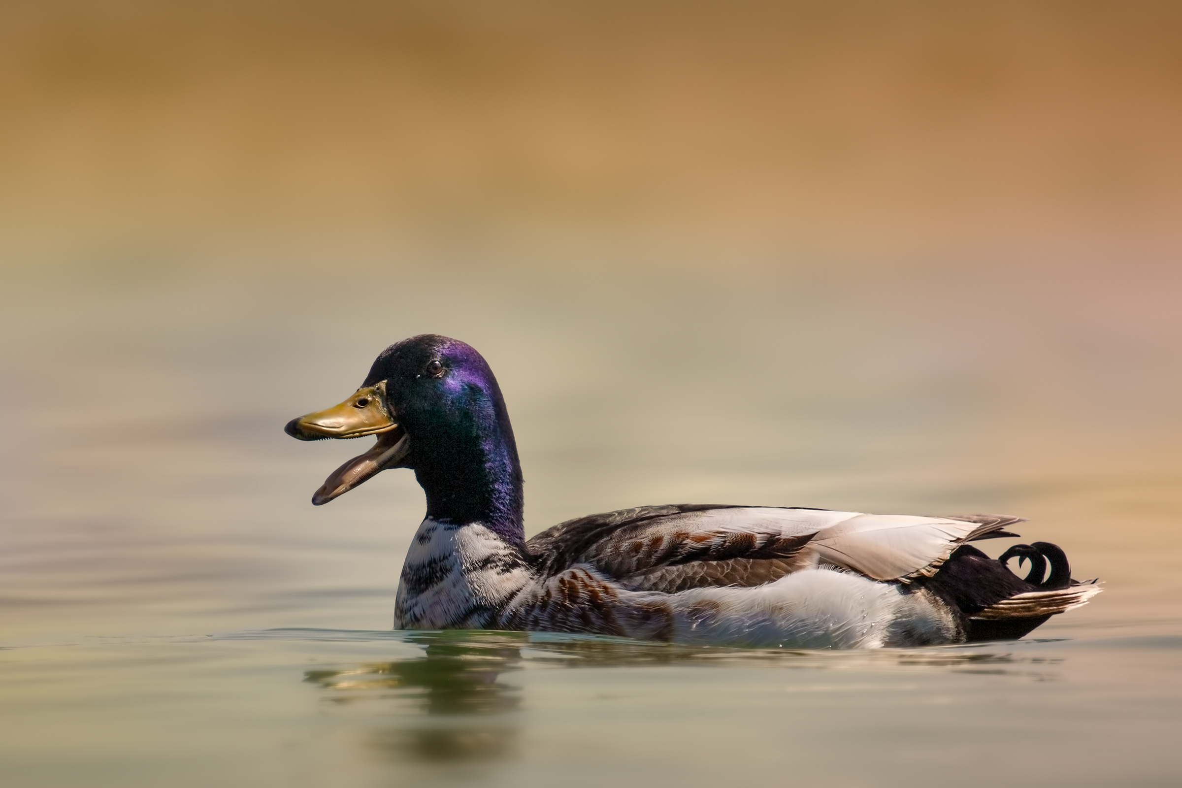 Anatra di superficie