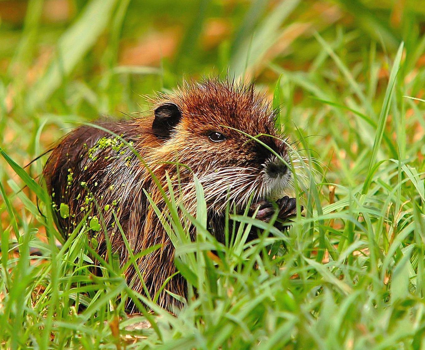 I love the fresh grass!