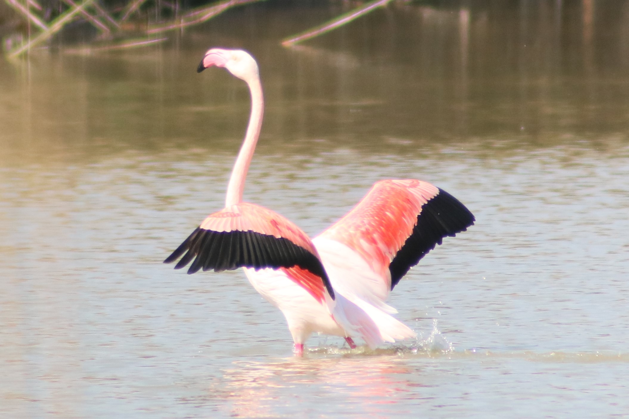 Stagno di Molentargius CA