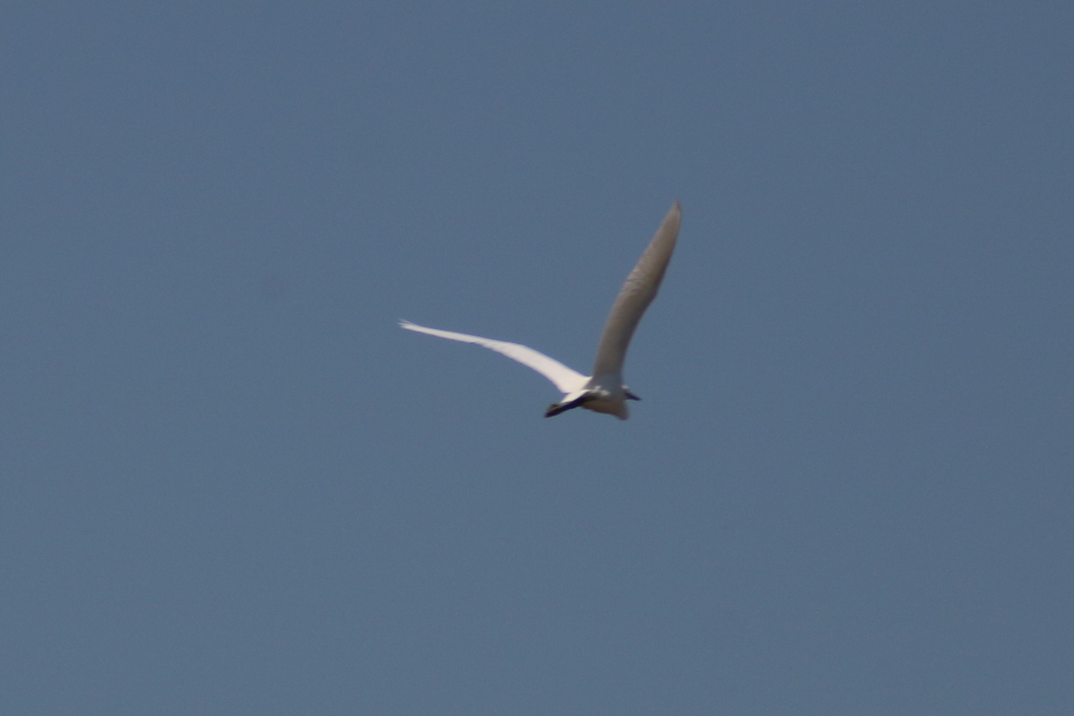 Stagno di Molentargius CA