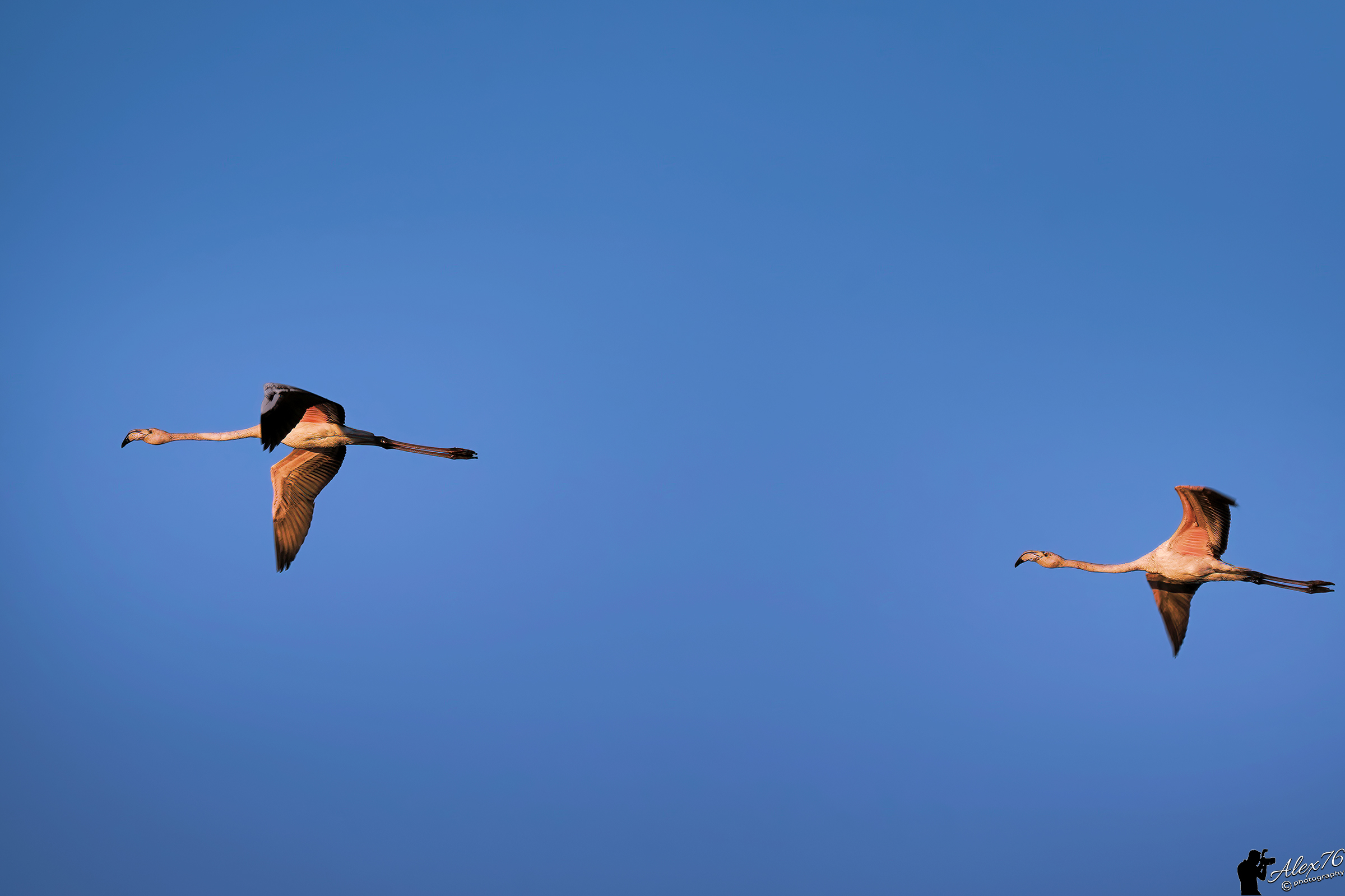 La fuga...(Phoenicopterus roseus)