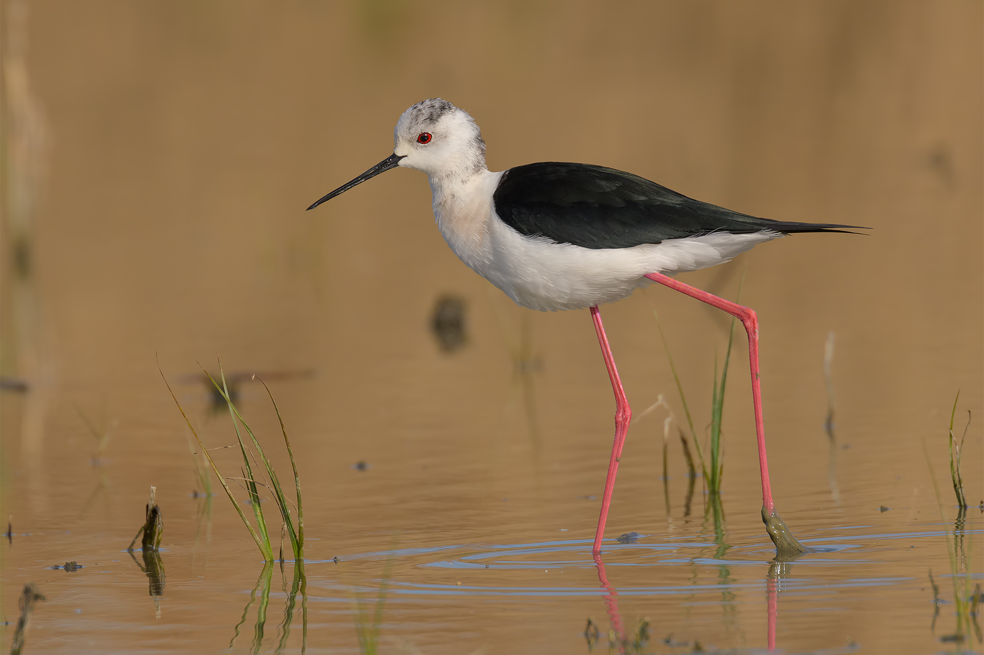 Knight of Italy Female-Oasis Lake Port