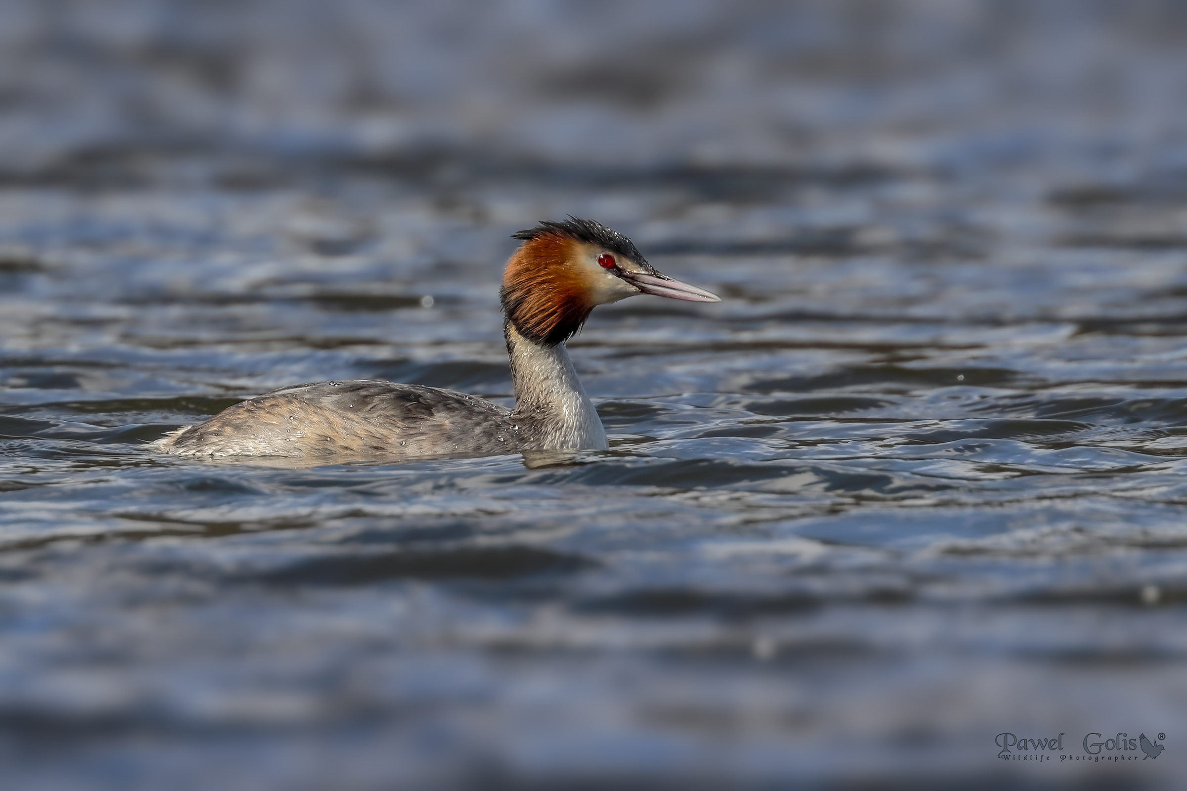 Grande Crested Svasso (Podiceps cristatus)