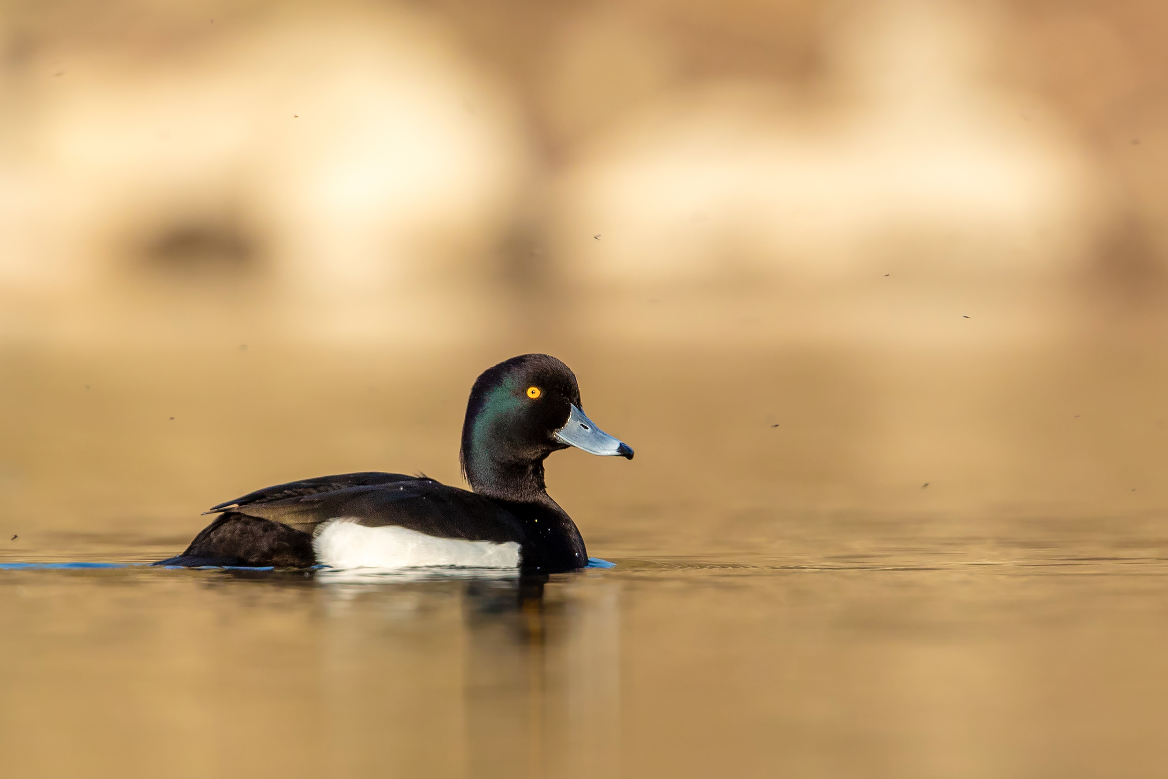 The Moretta and the dance of the mosquitoes