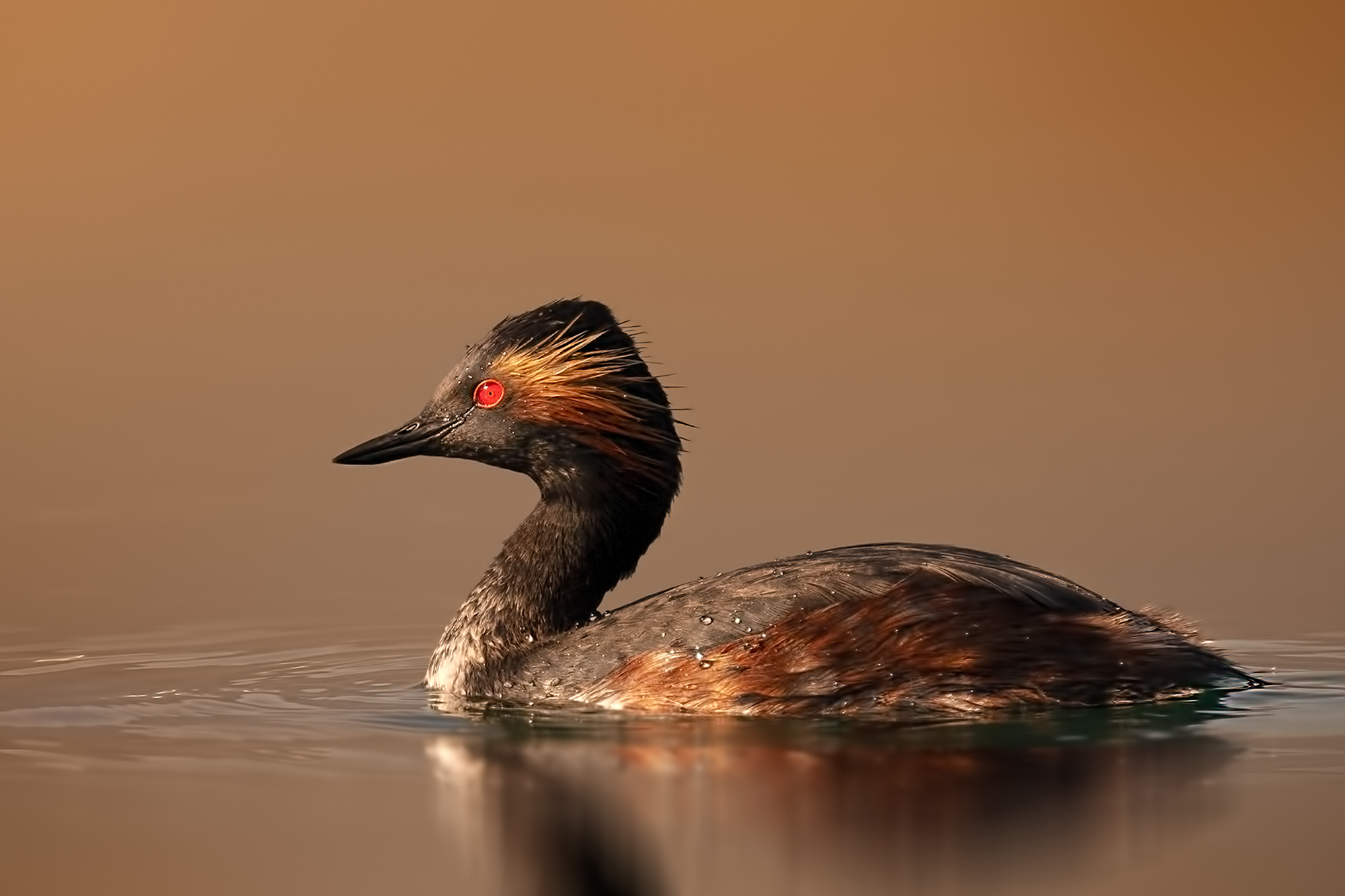 Svasso piccolo adulto in livrea estiva