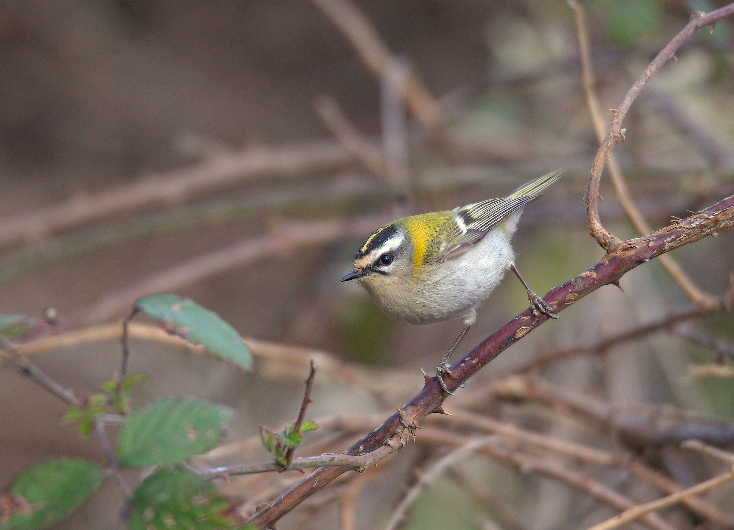 Firecrest
