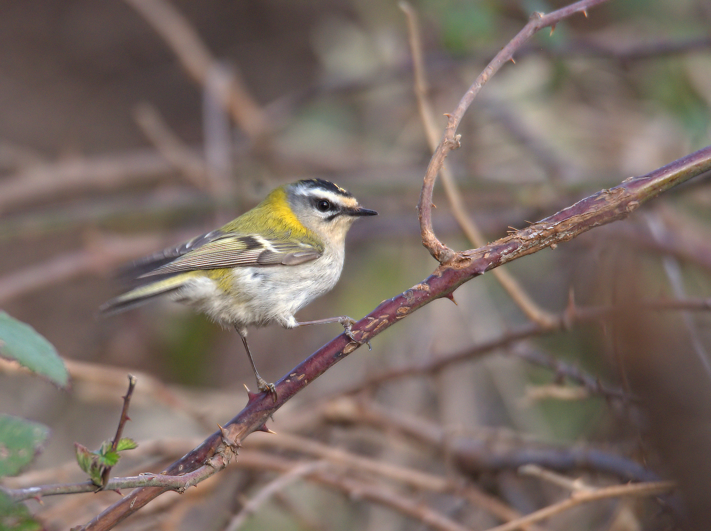 Firecrest