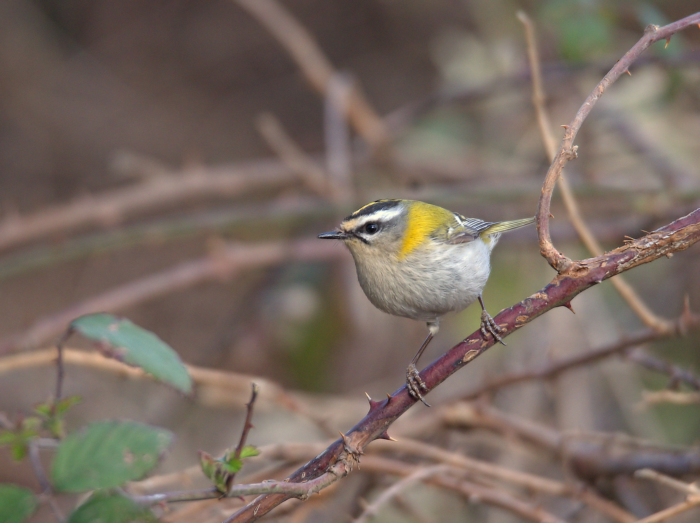 Firecrest
