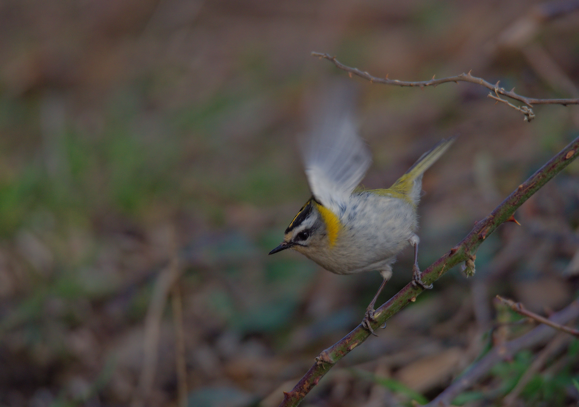Firecrest