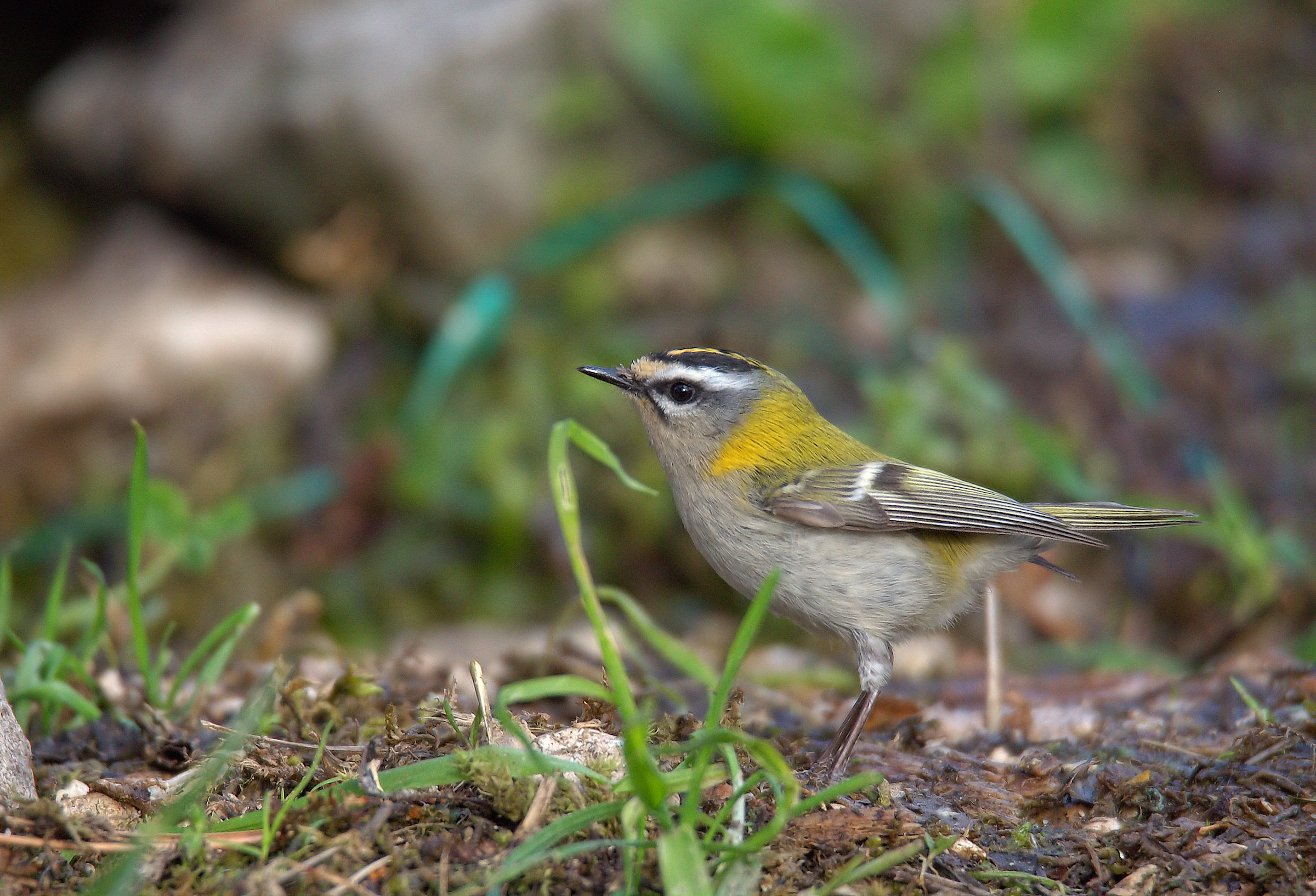 Firecrest