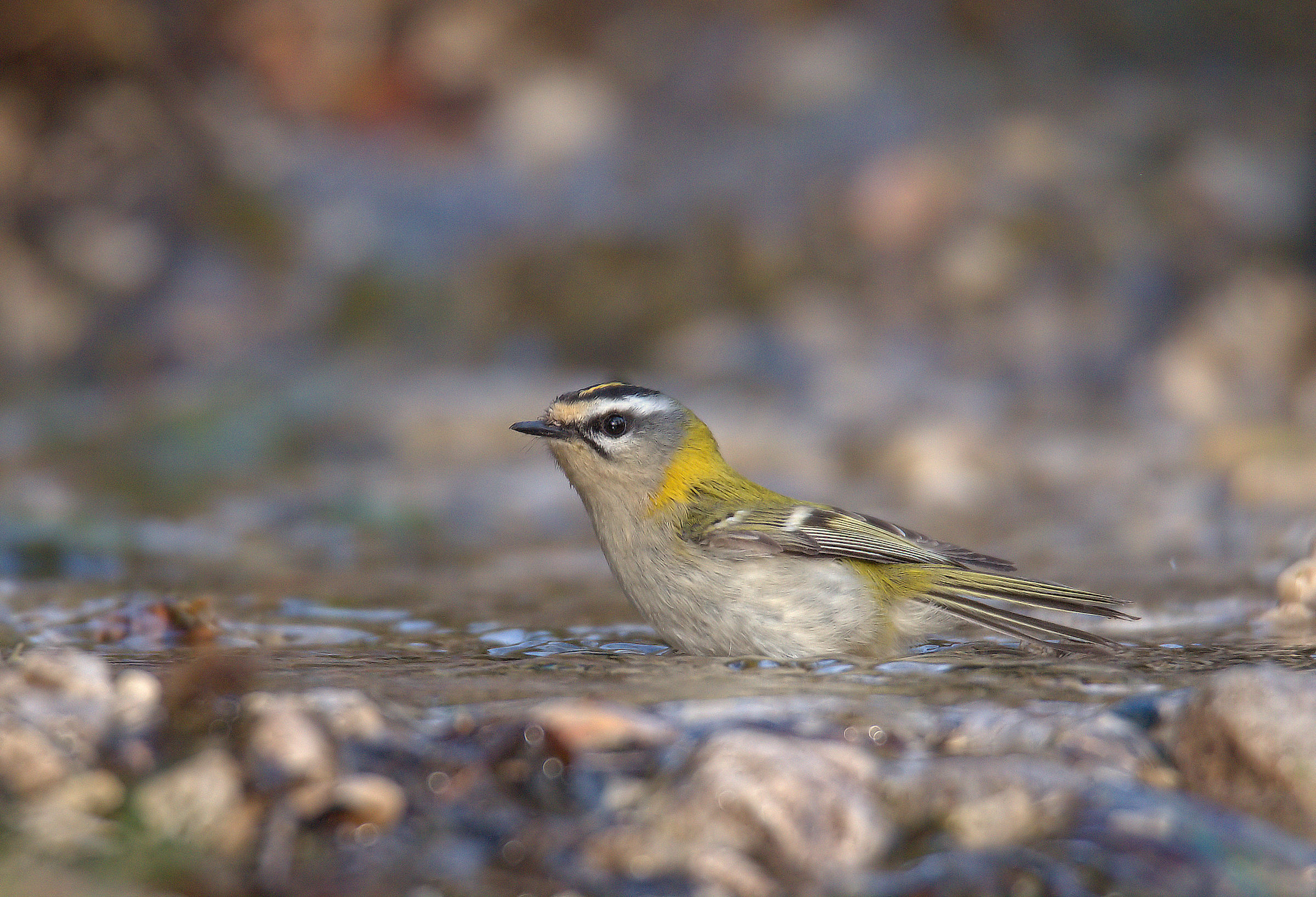 Firecrest