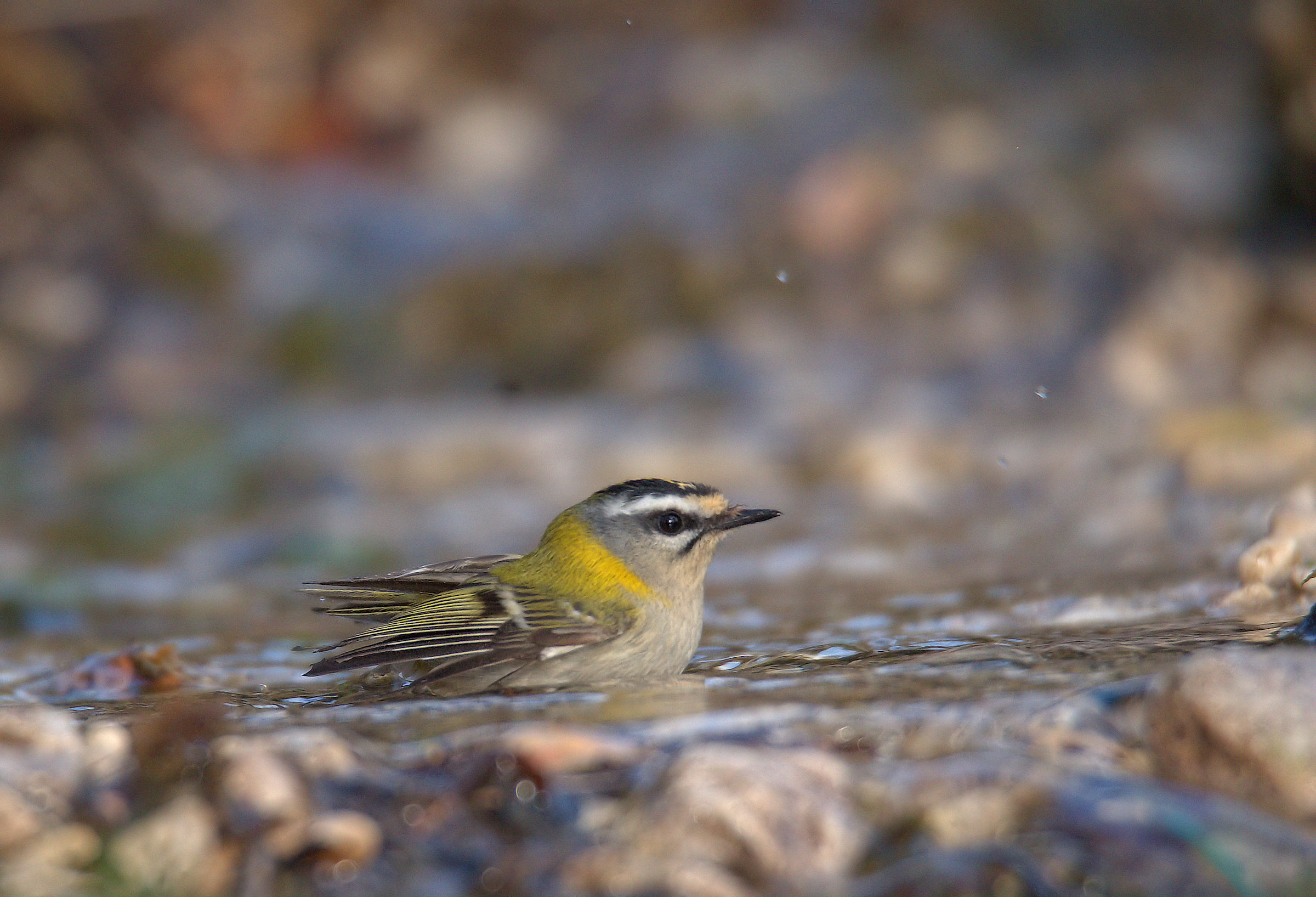 Firecrest
