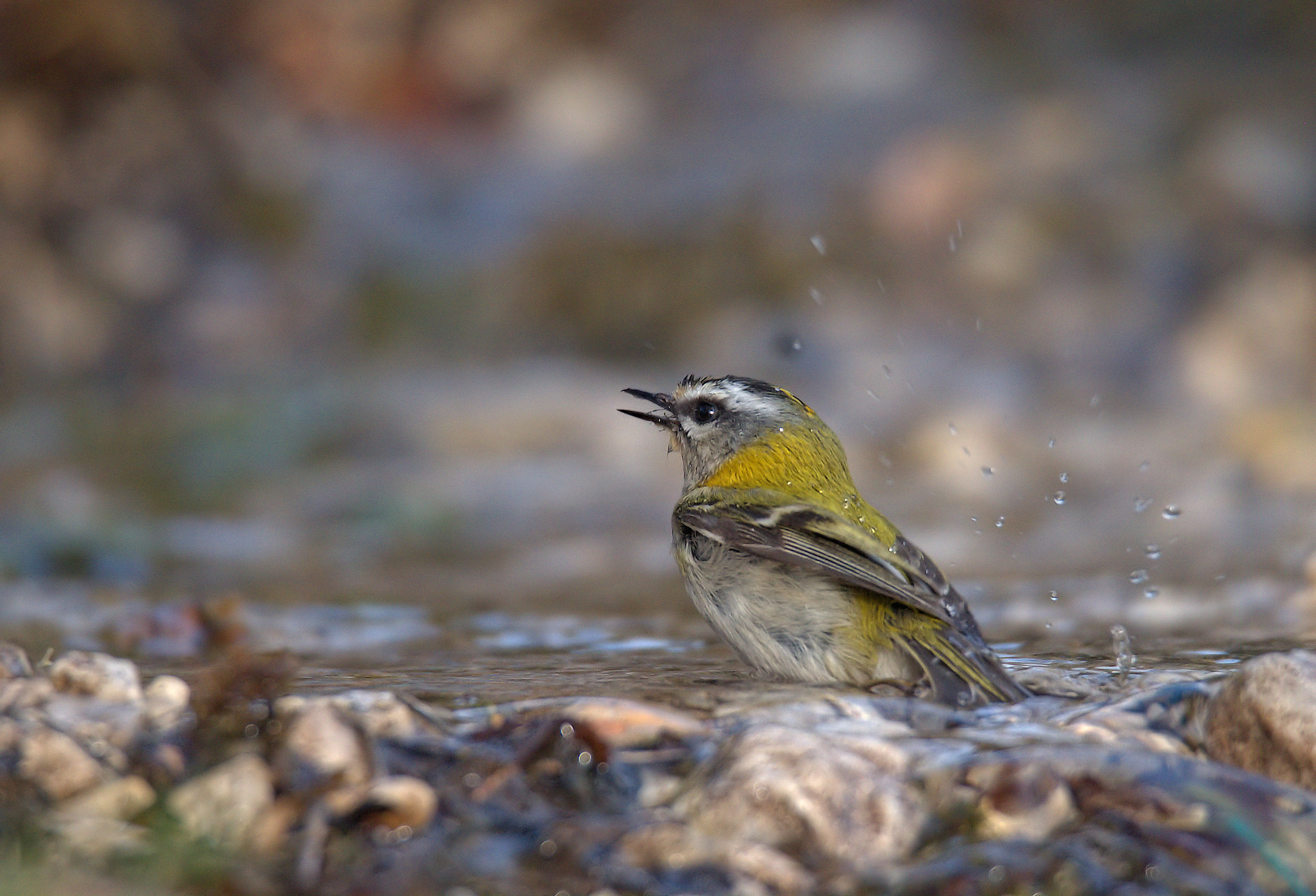 Firecrest
