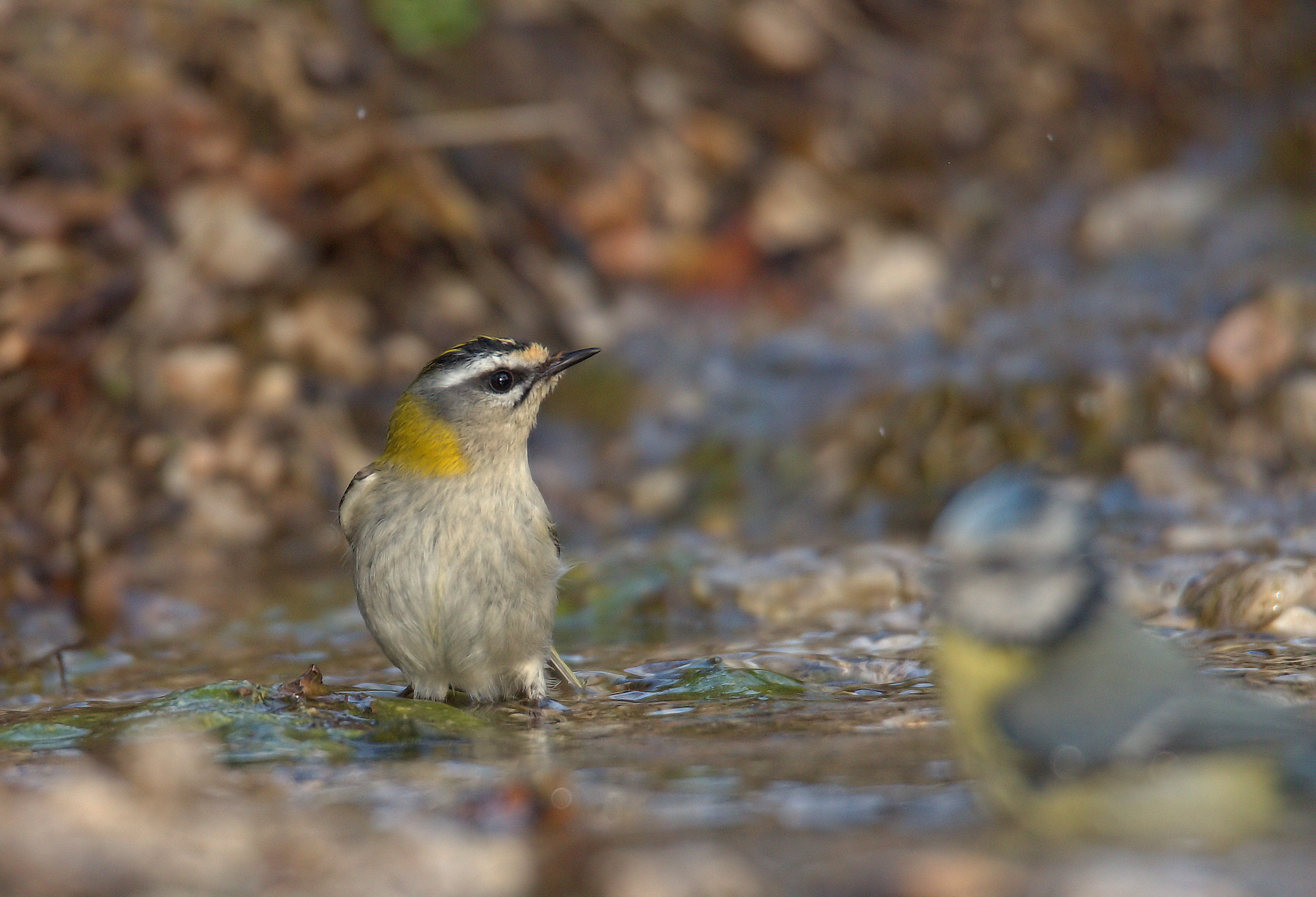 Firecrest
