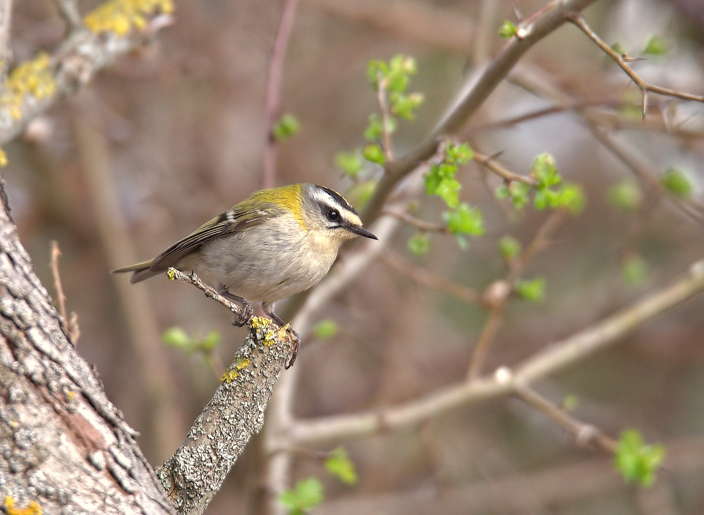 Firecrest