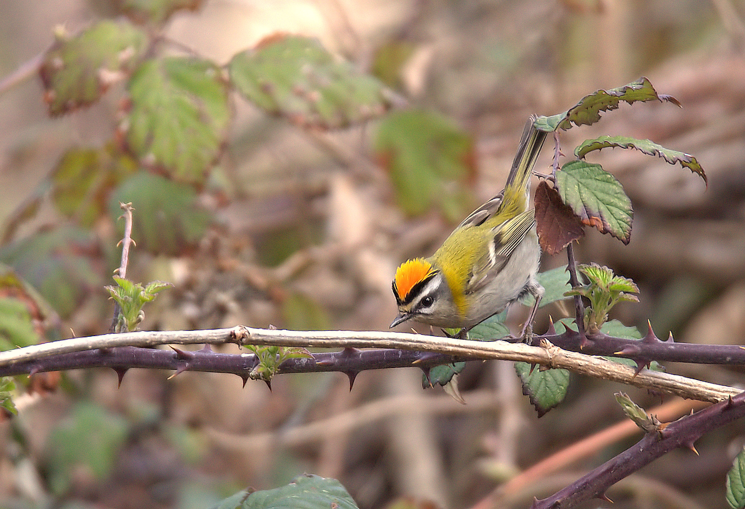 Firecrest