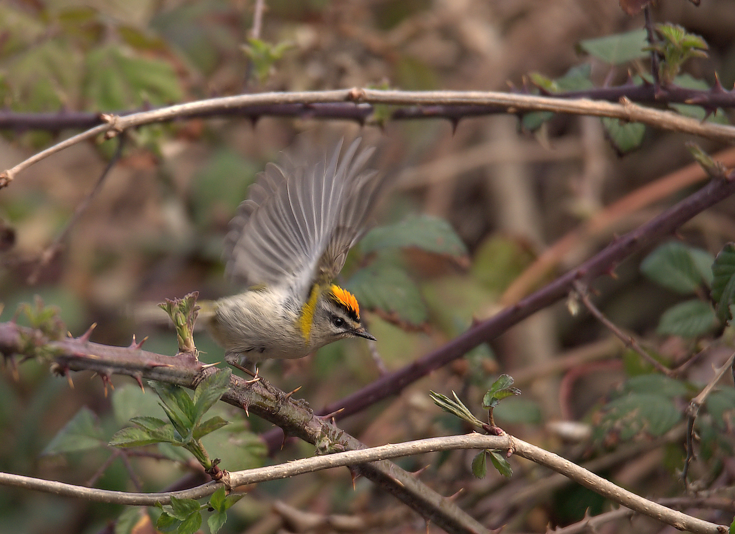 Firecrest
