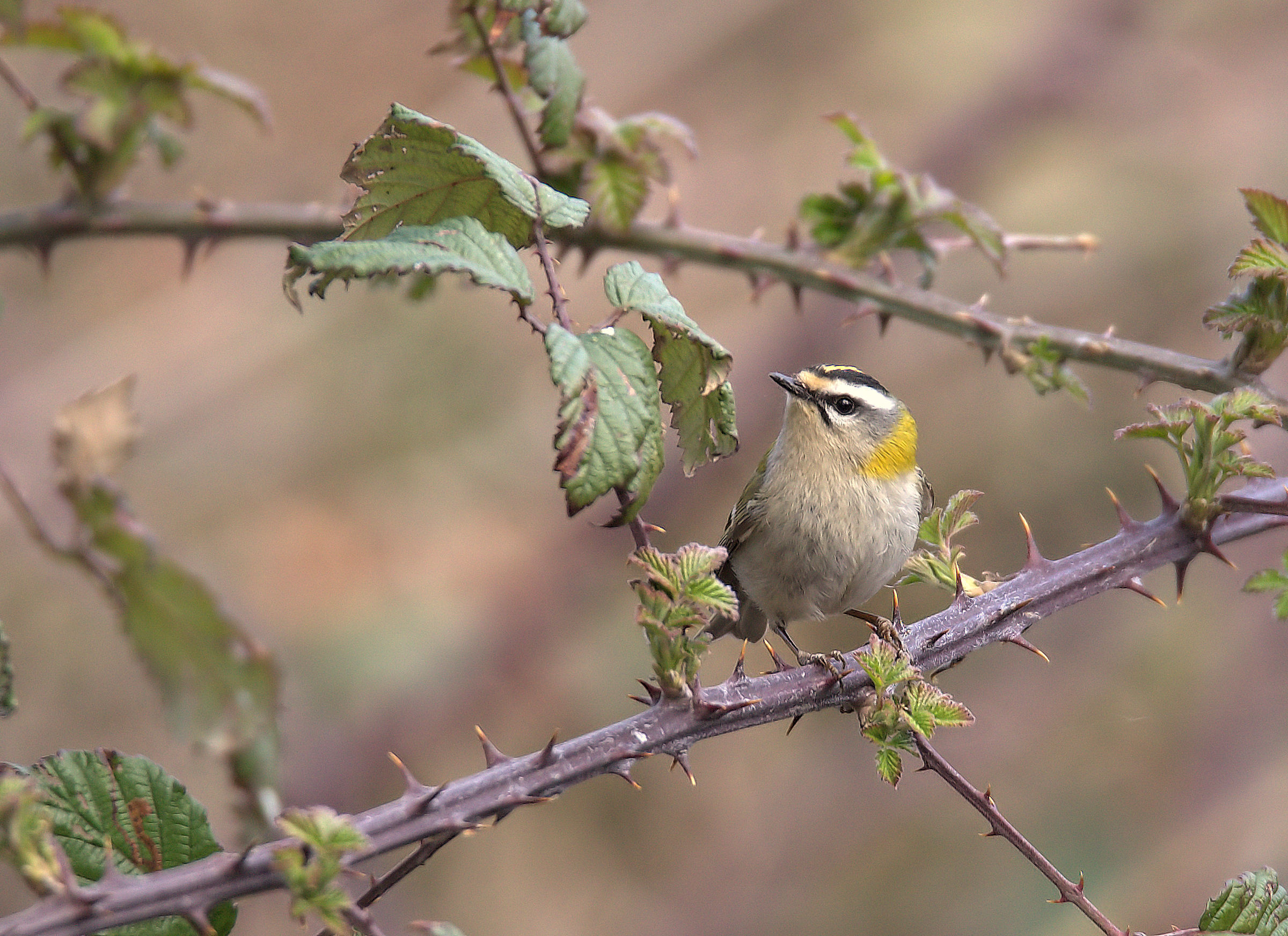 Firecrest