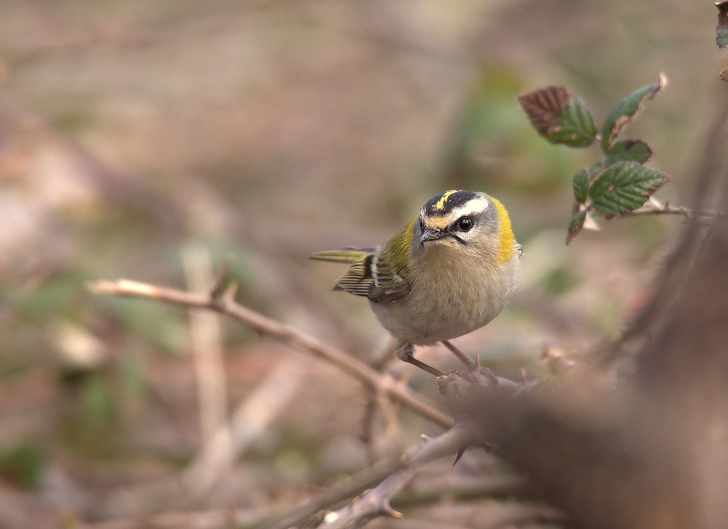 Firecrest