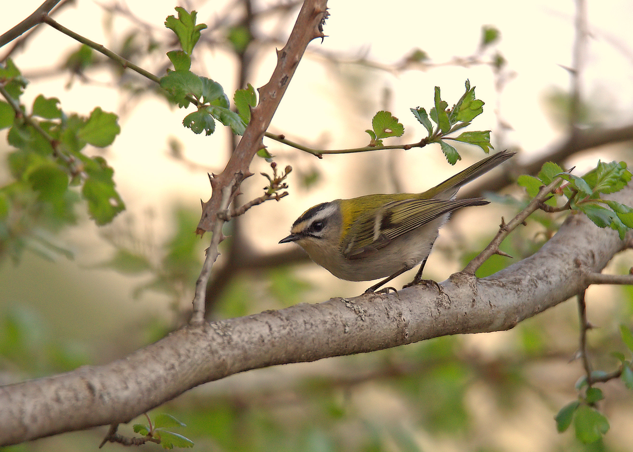 Firecrest