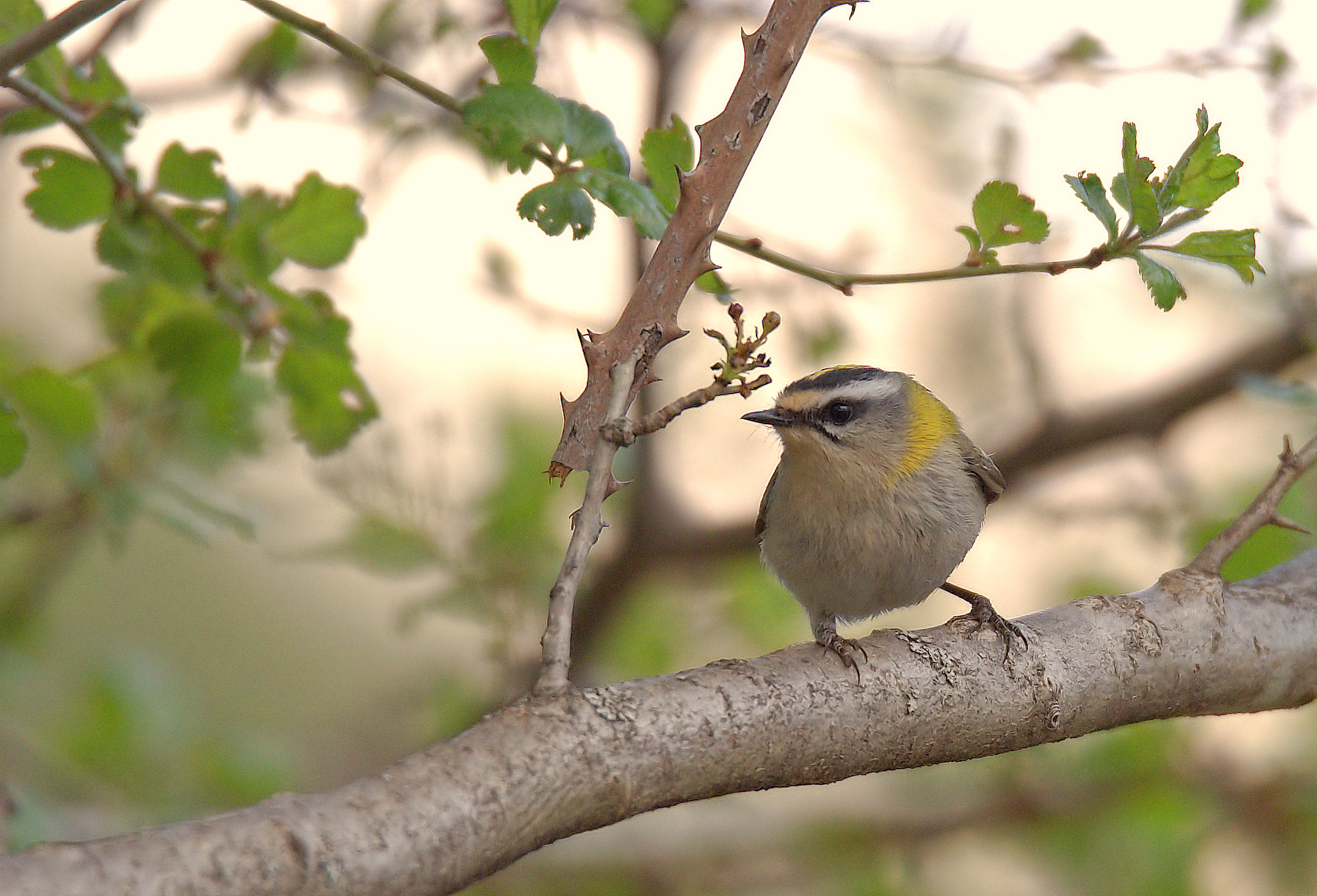 Firecrest