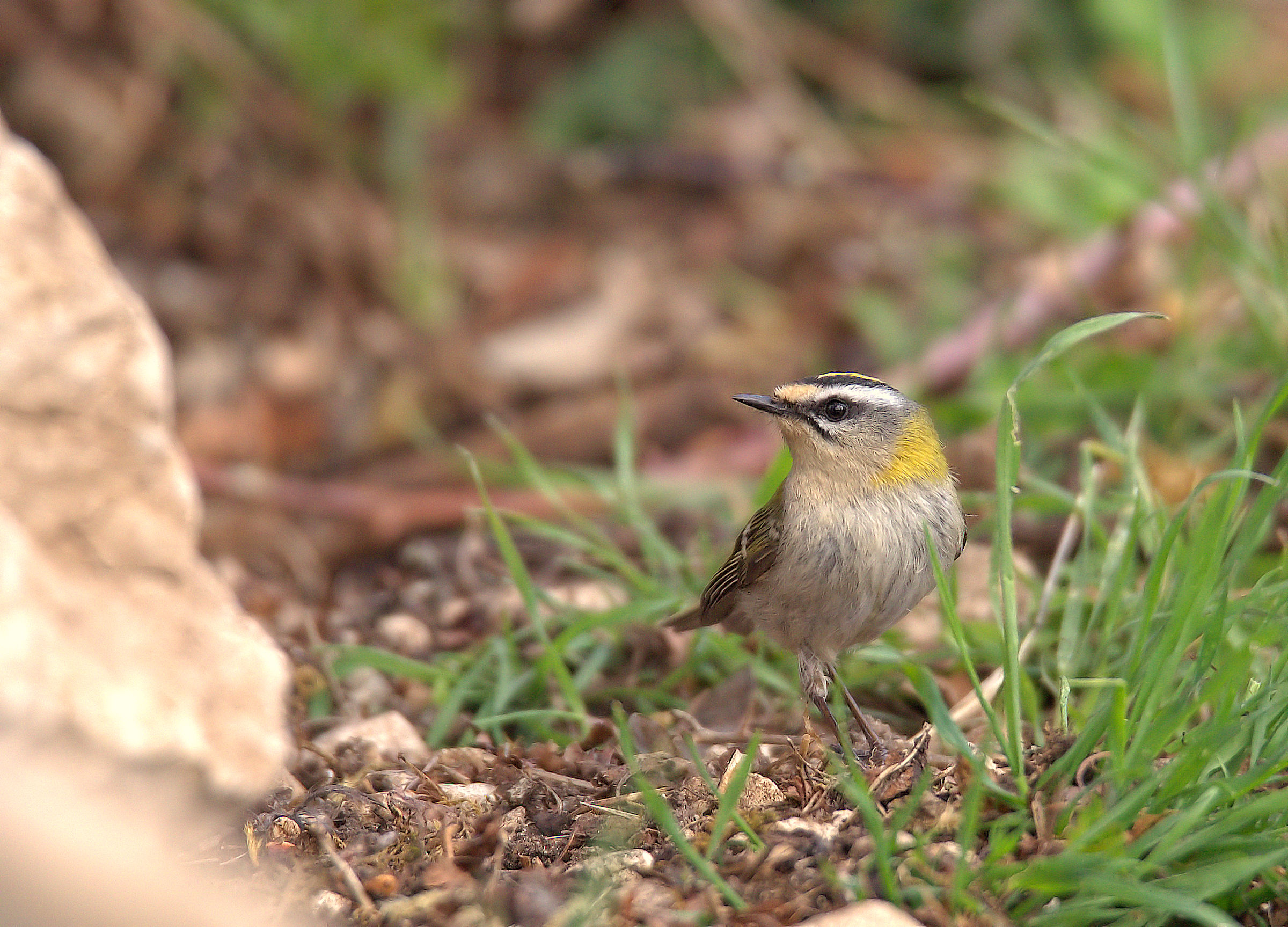 Firecrest