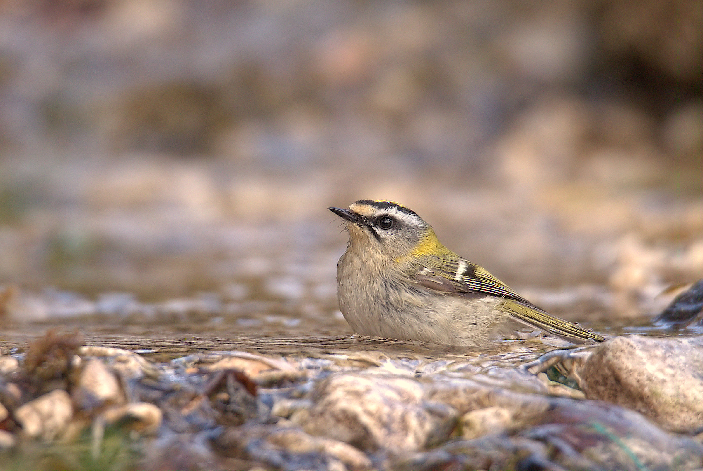 Firecrest