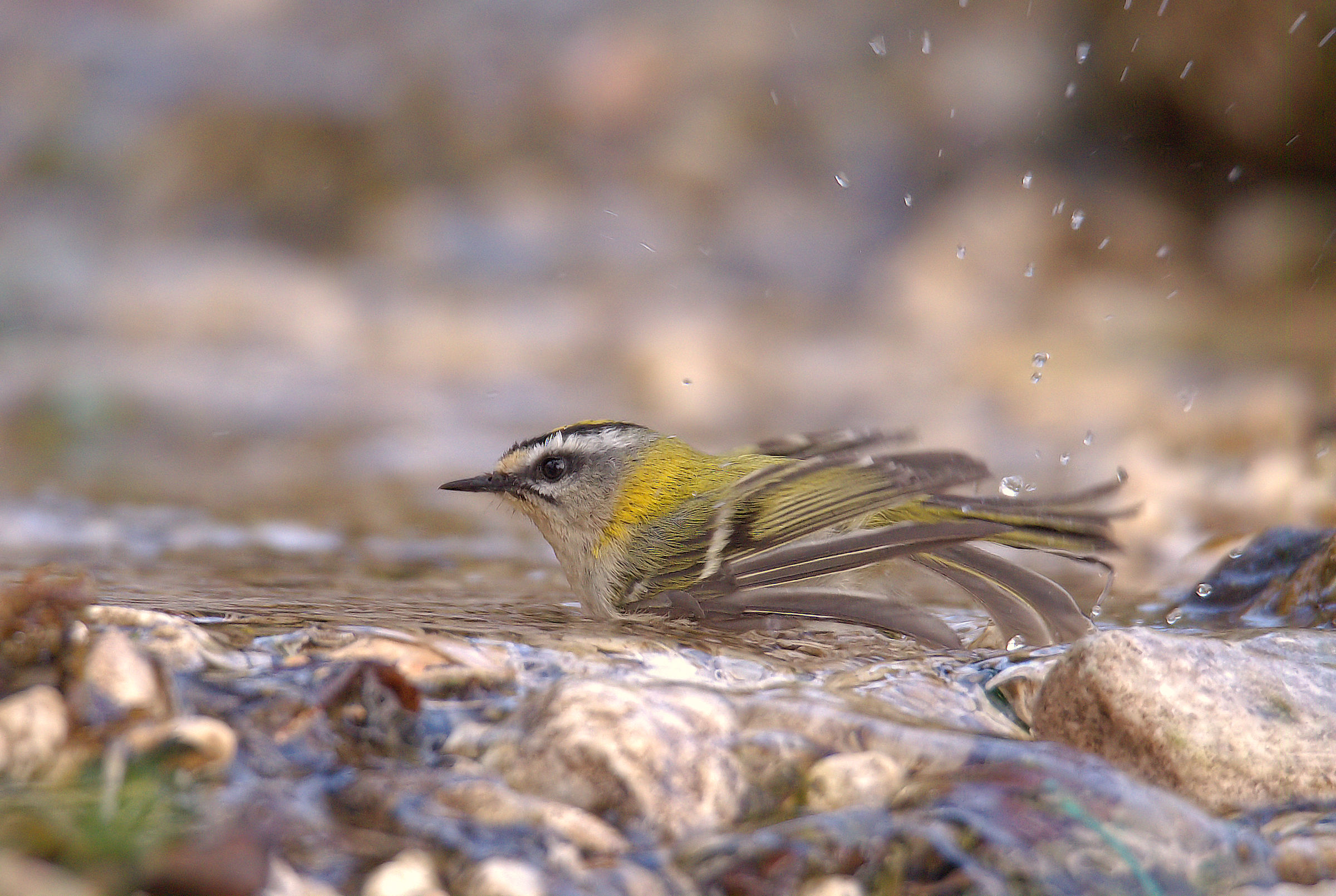 Firecrest