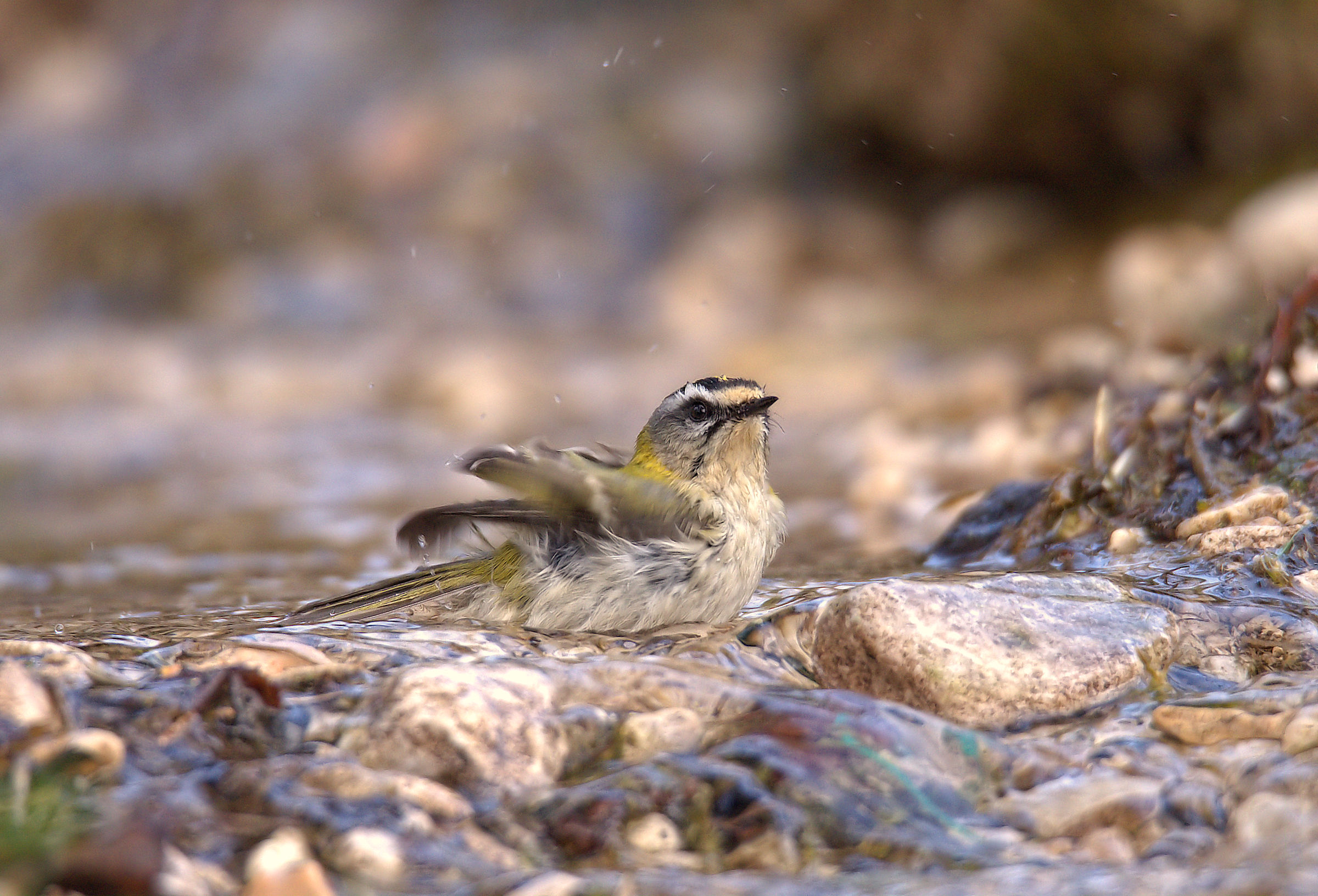 Firecrest