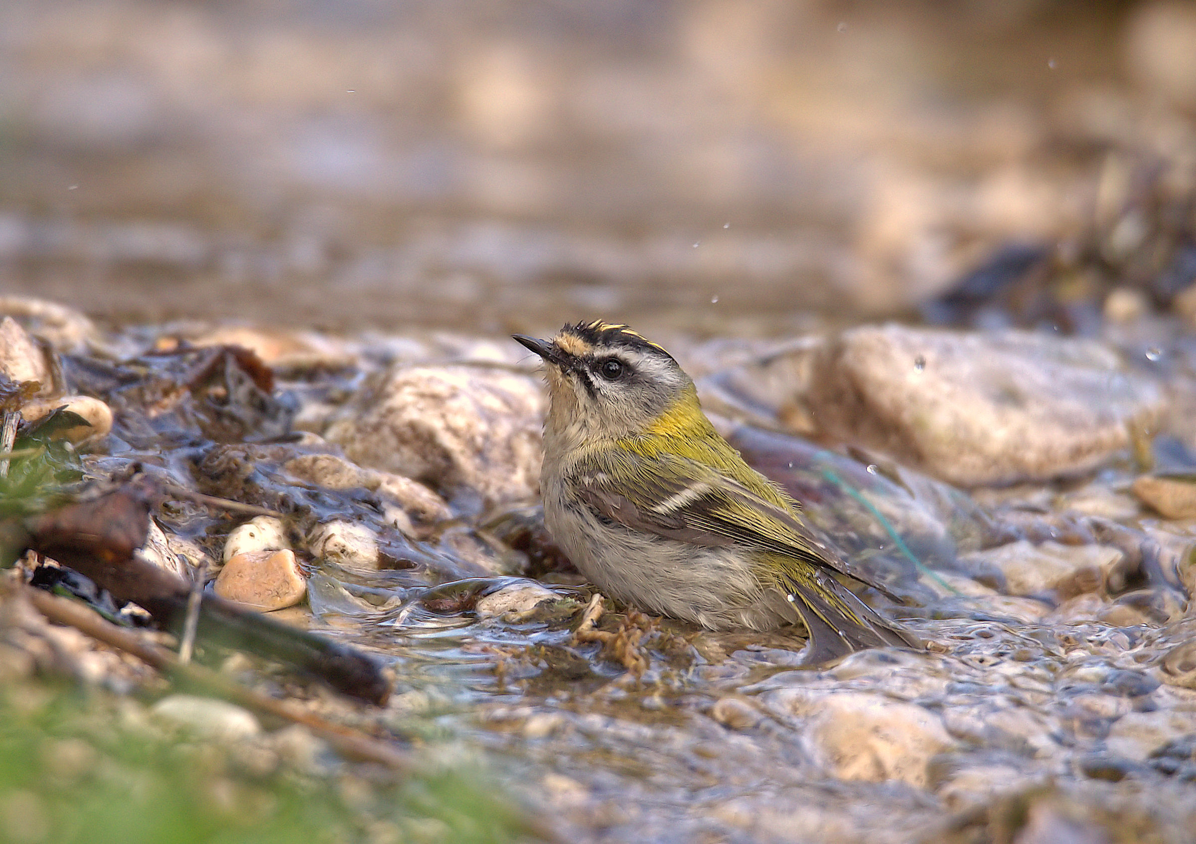 Firecrest