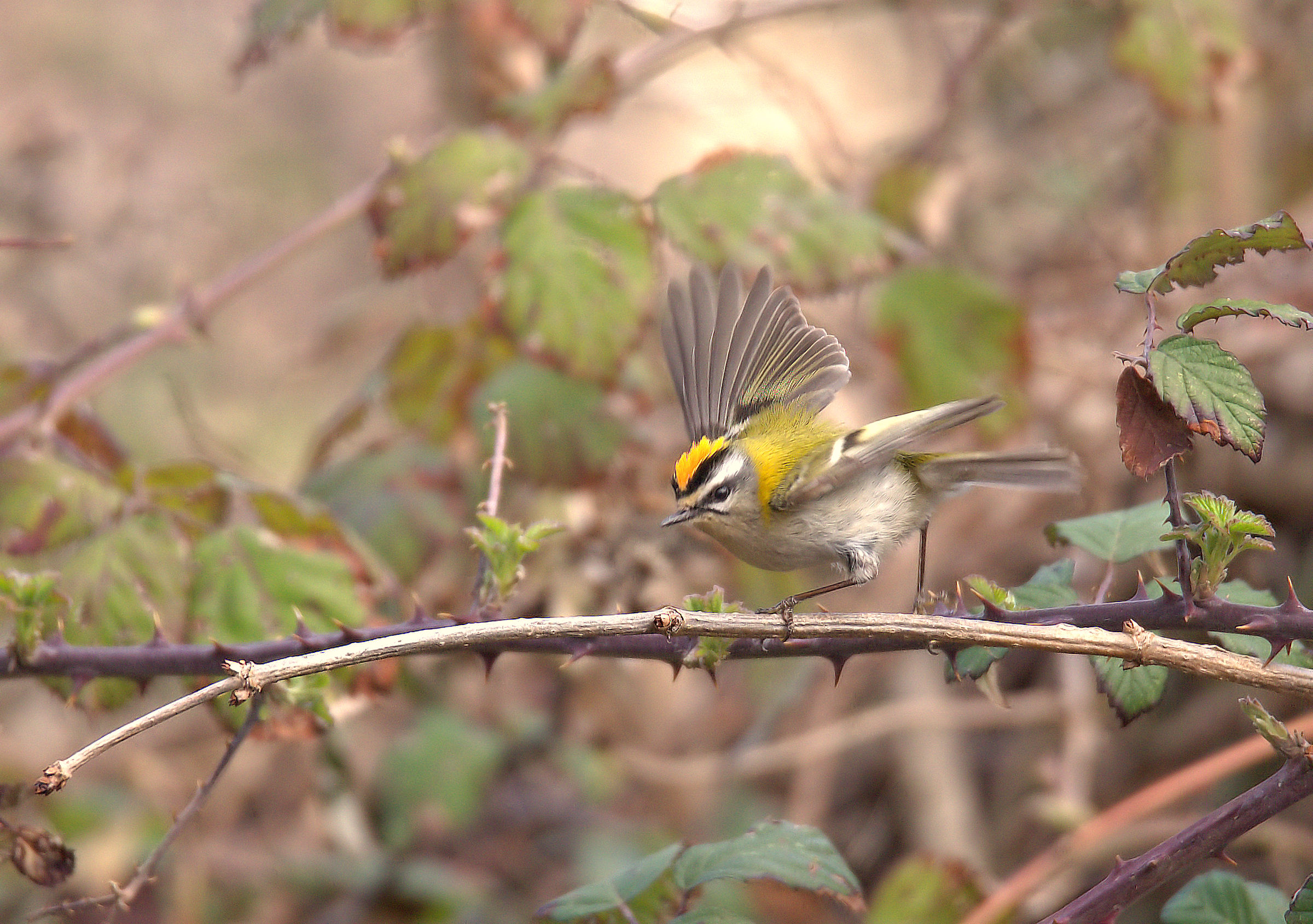 Firecrest