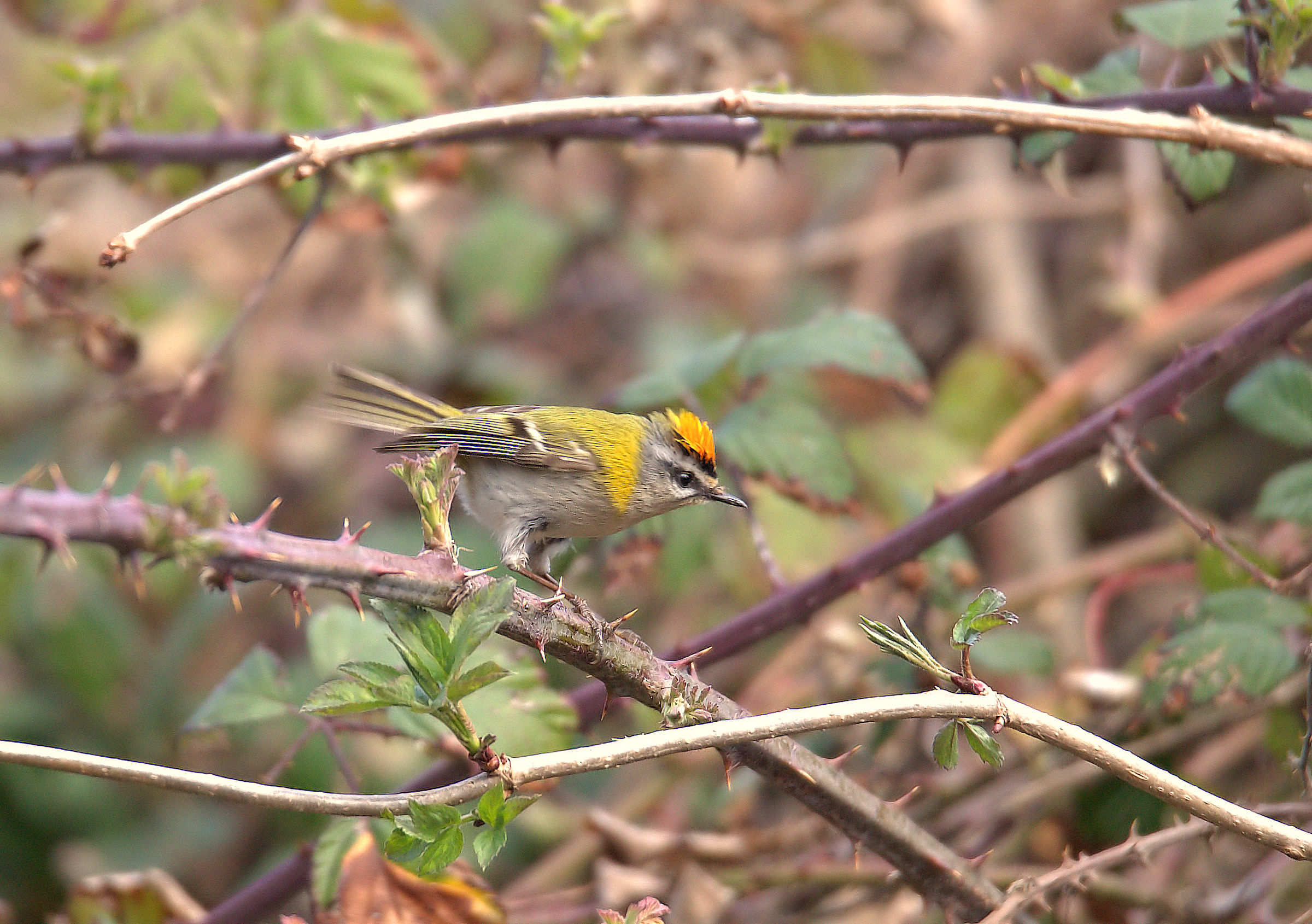 Firecrest
