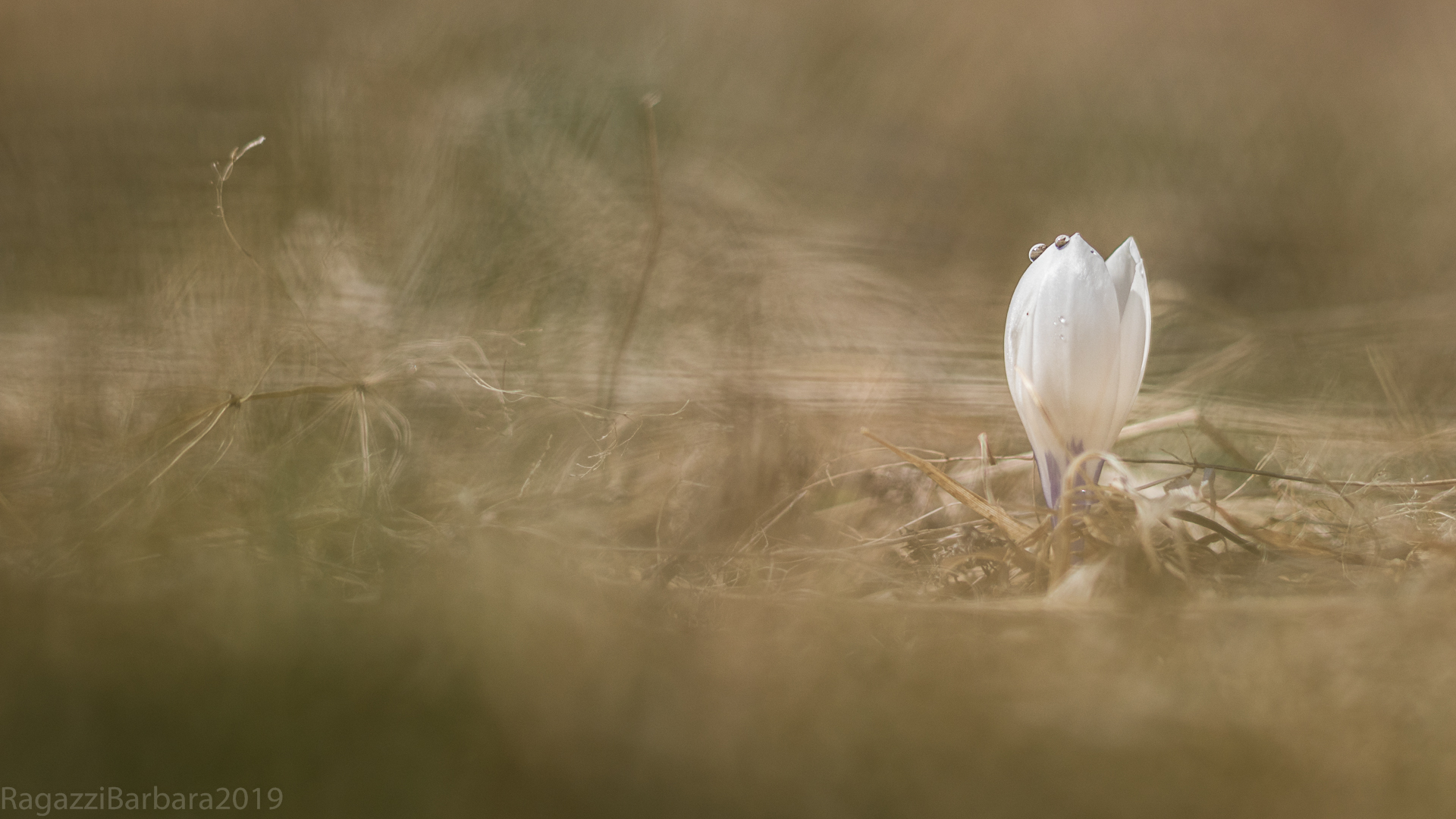 Crocus solitario