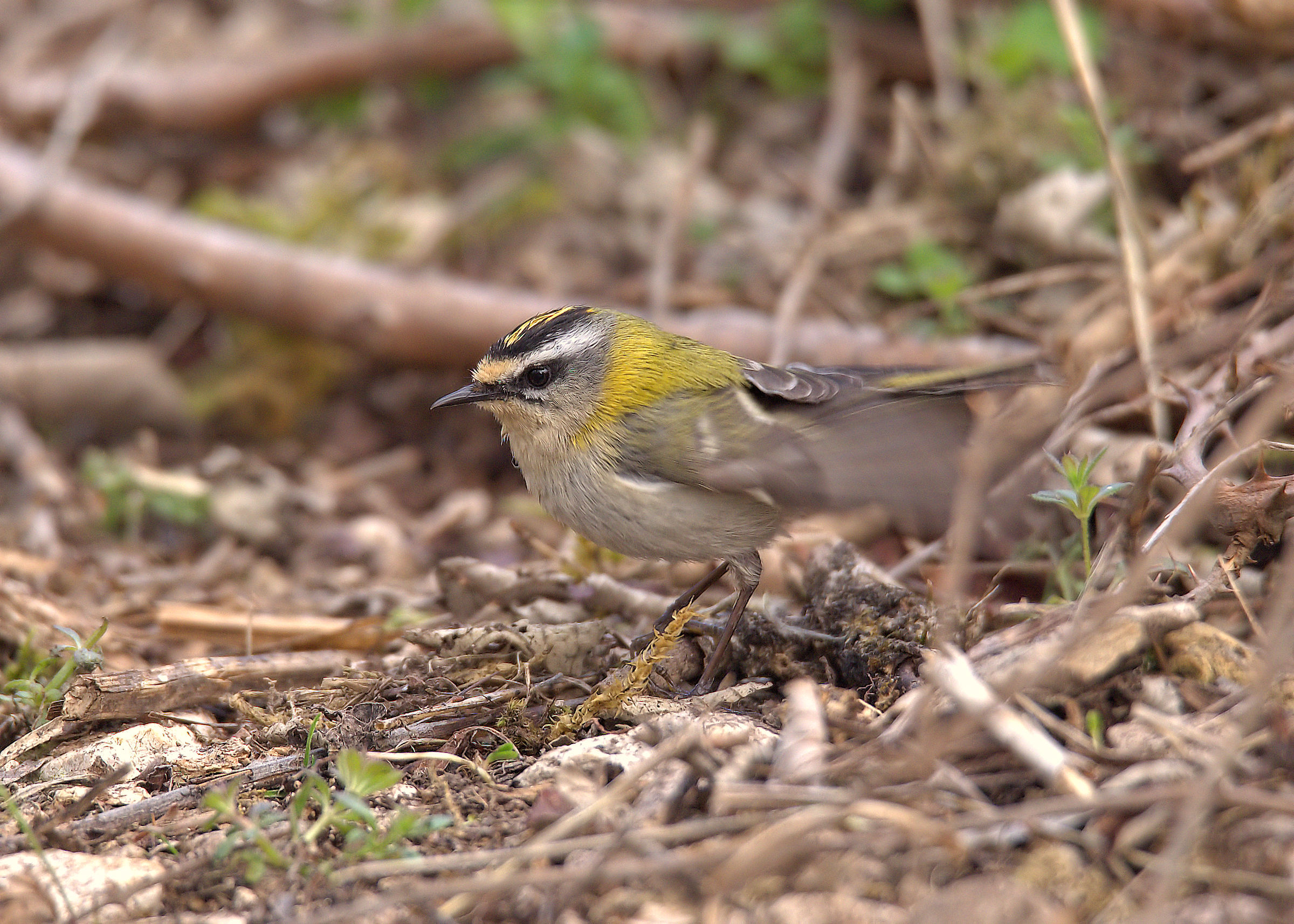 Firecrest