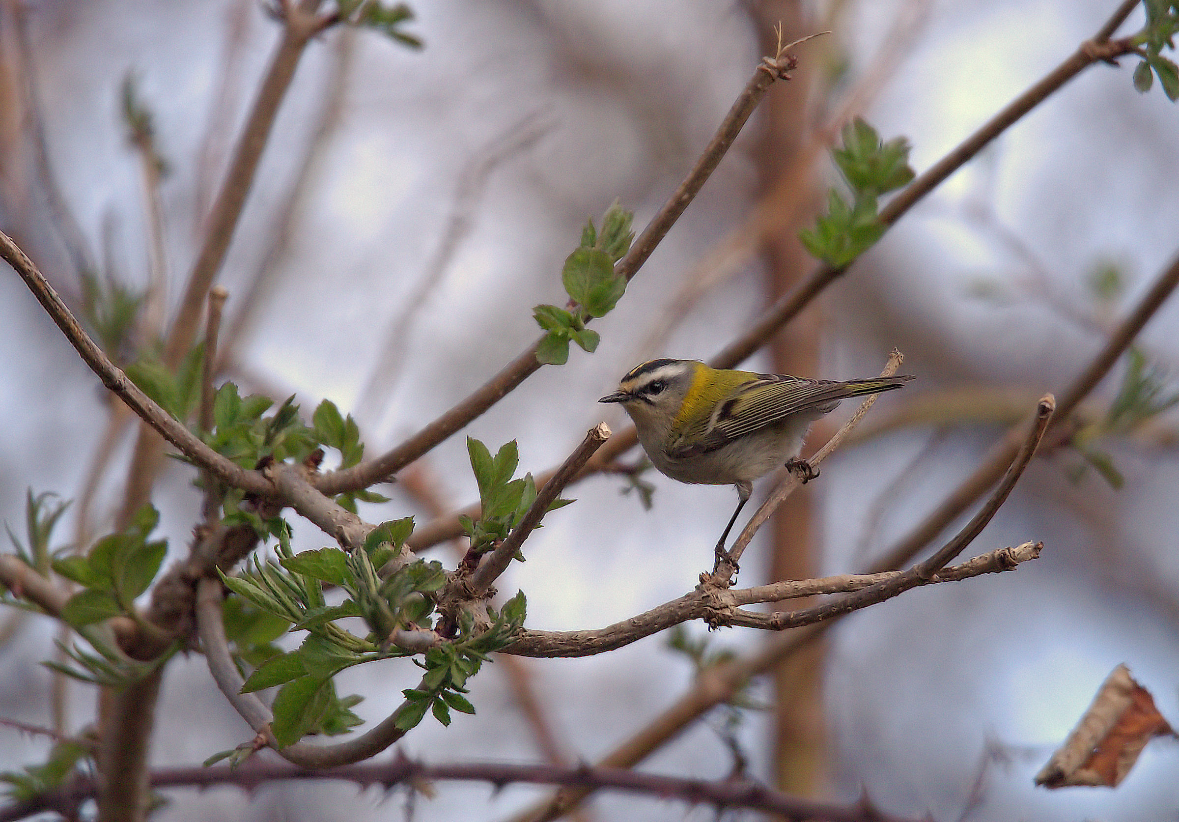 Firecrest