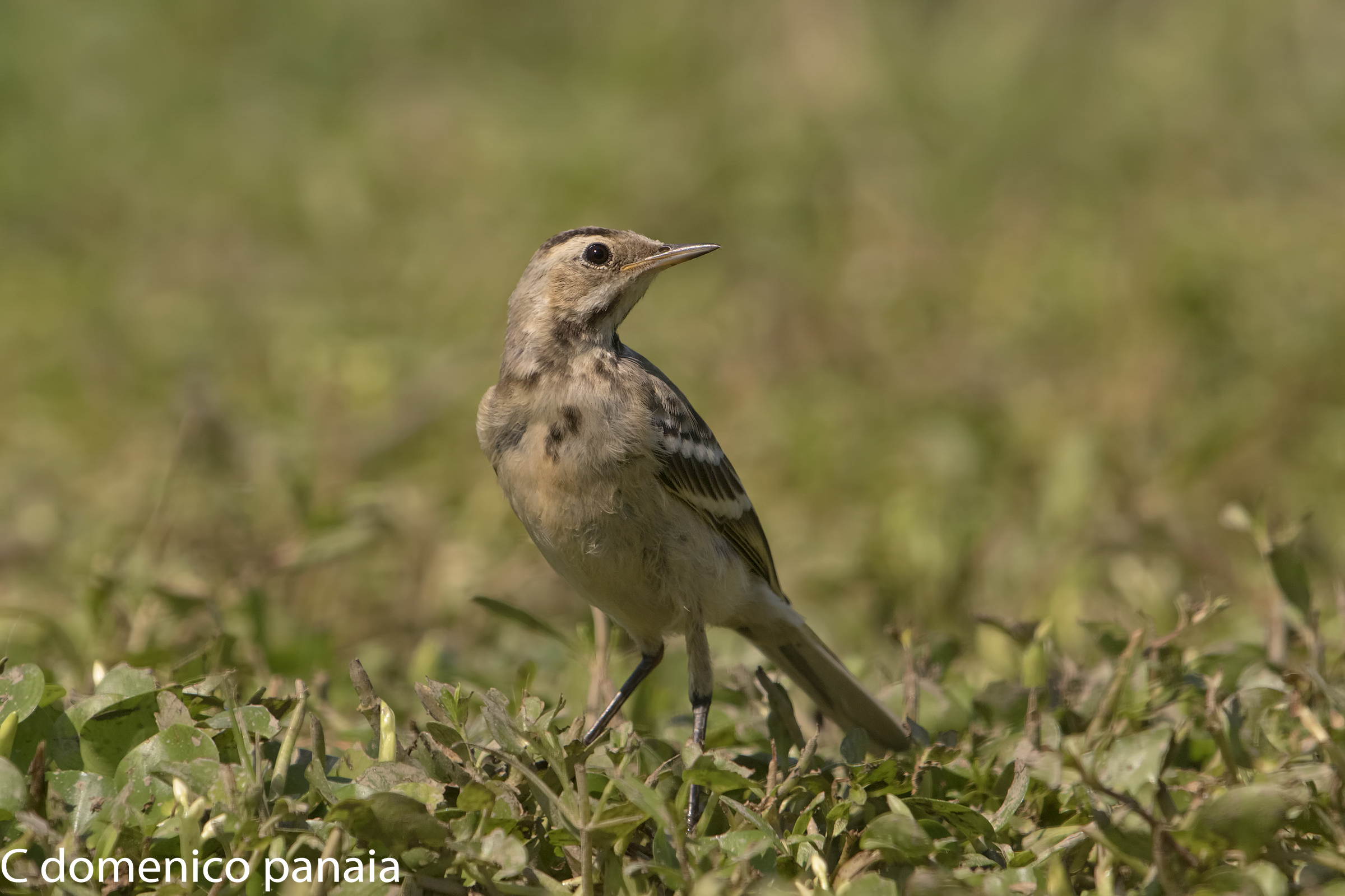cutrettola giovane (credo)