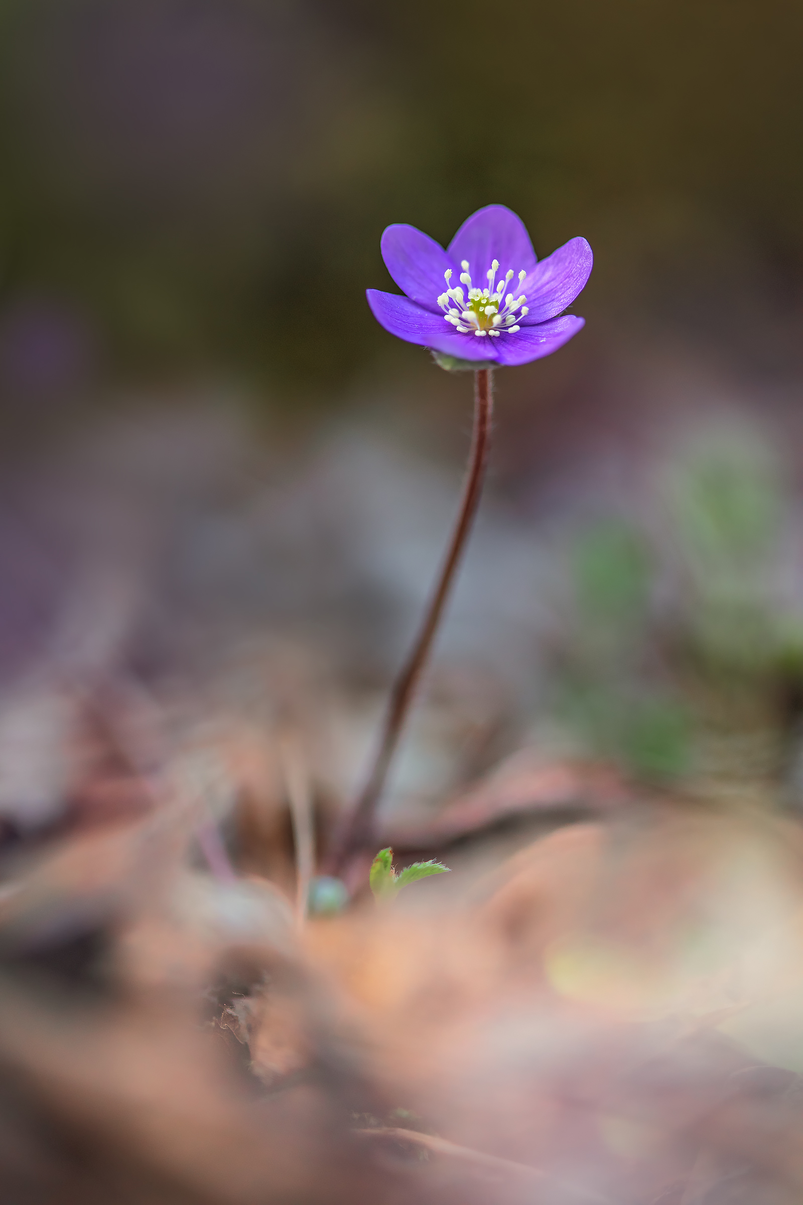 Hepatica Nobilis