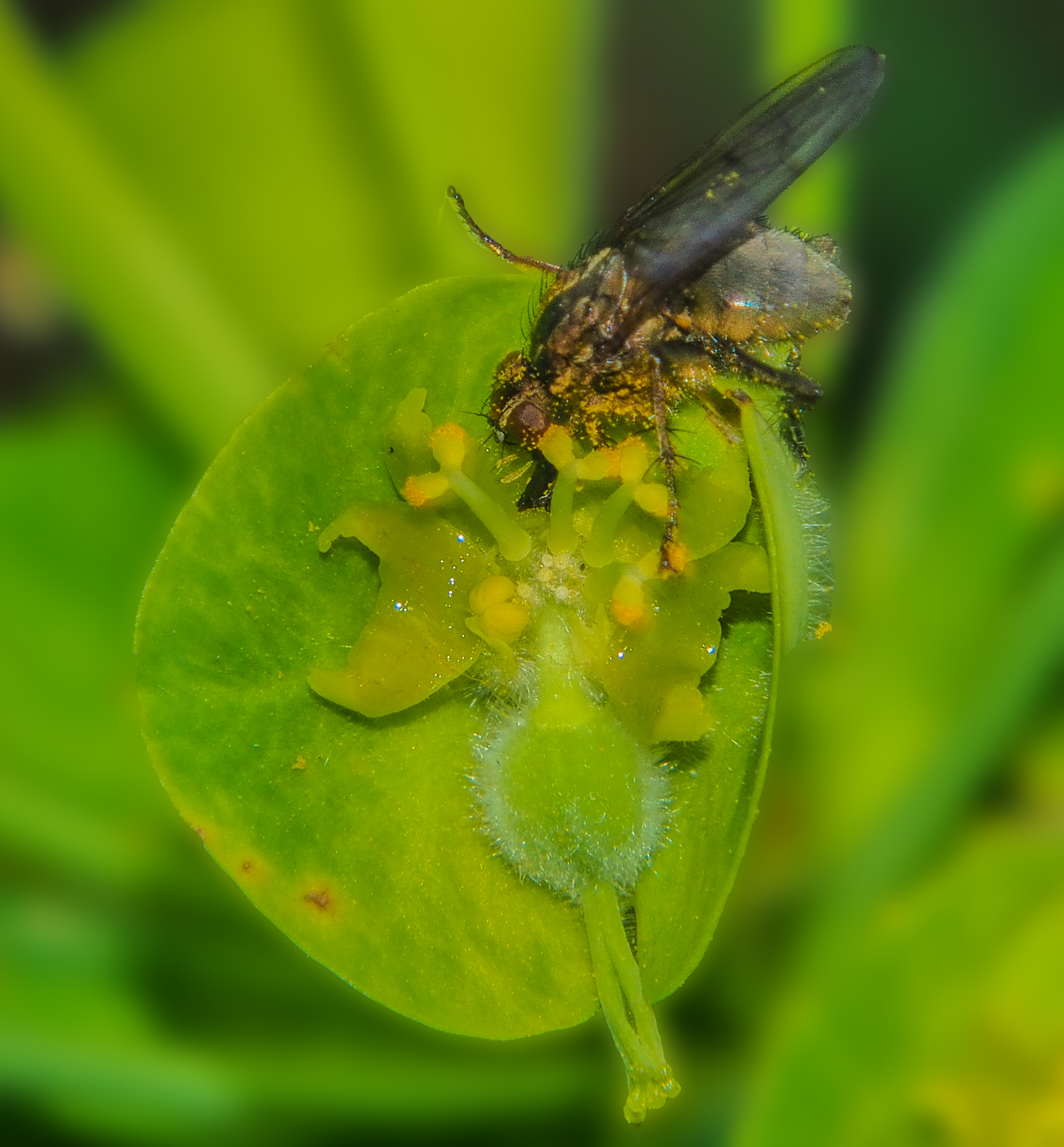 Ciazio di Euphorbia cyparissias con dittero