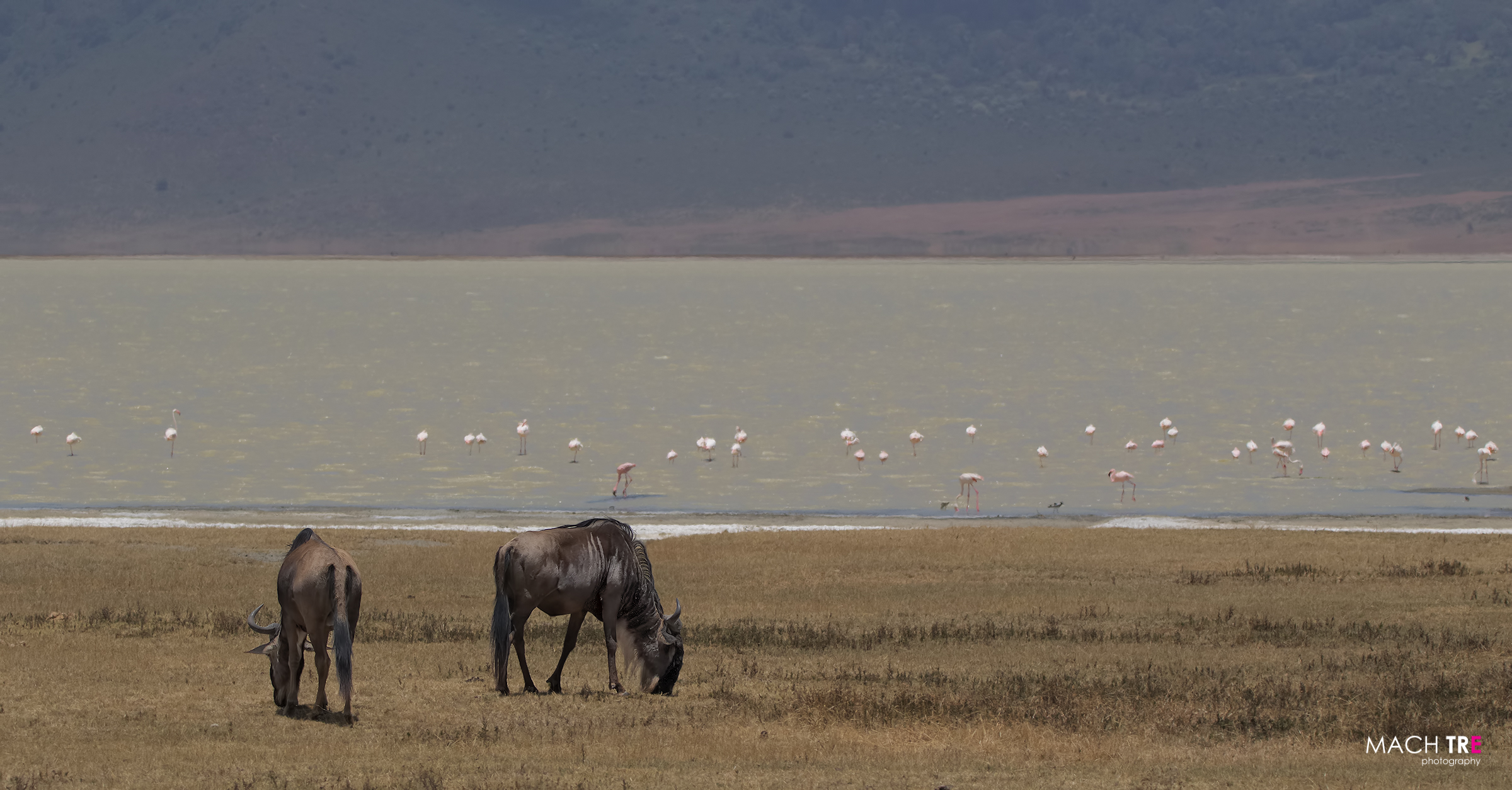 Ngorongoro