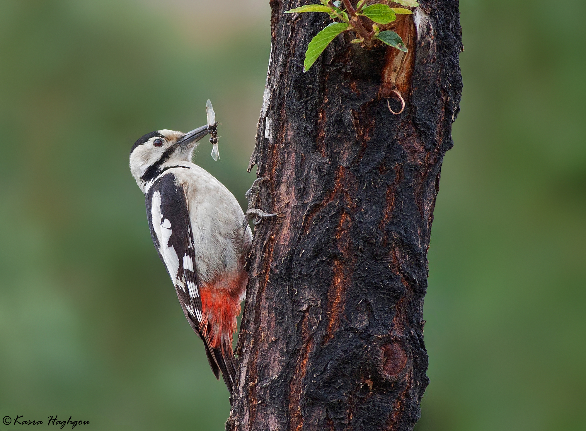 Syrian woodpecker