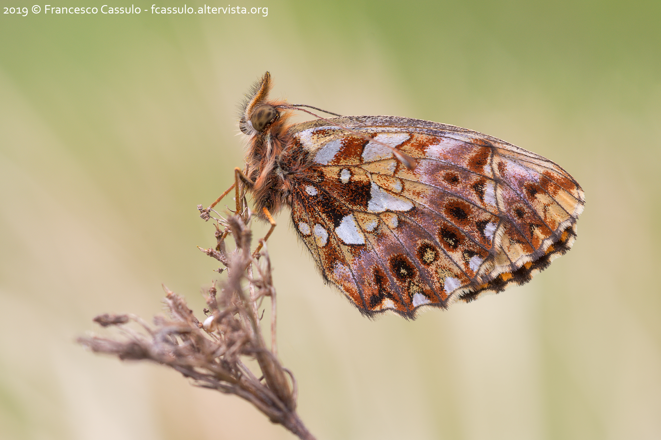 Boloria dia (Linnaeus, 1767)