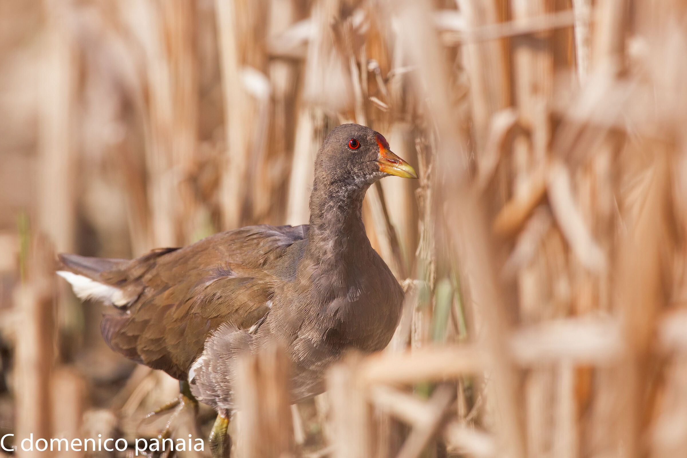 la gallinella nel canneto