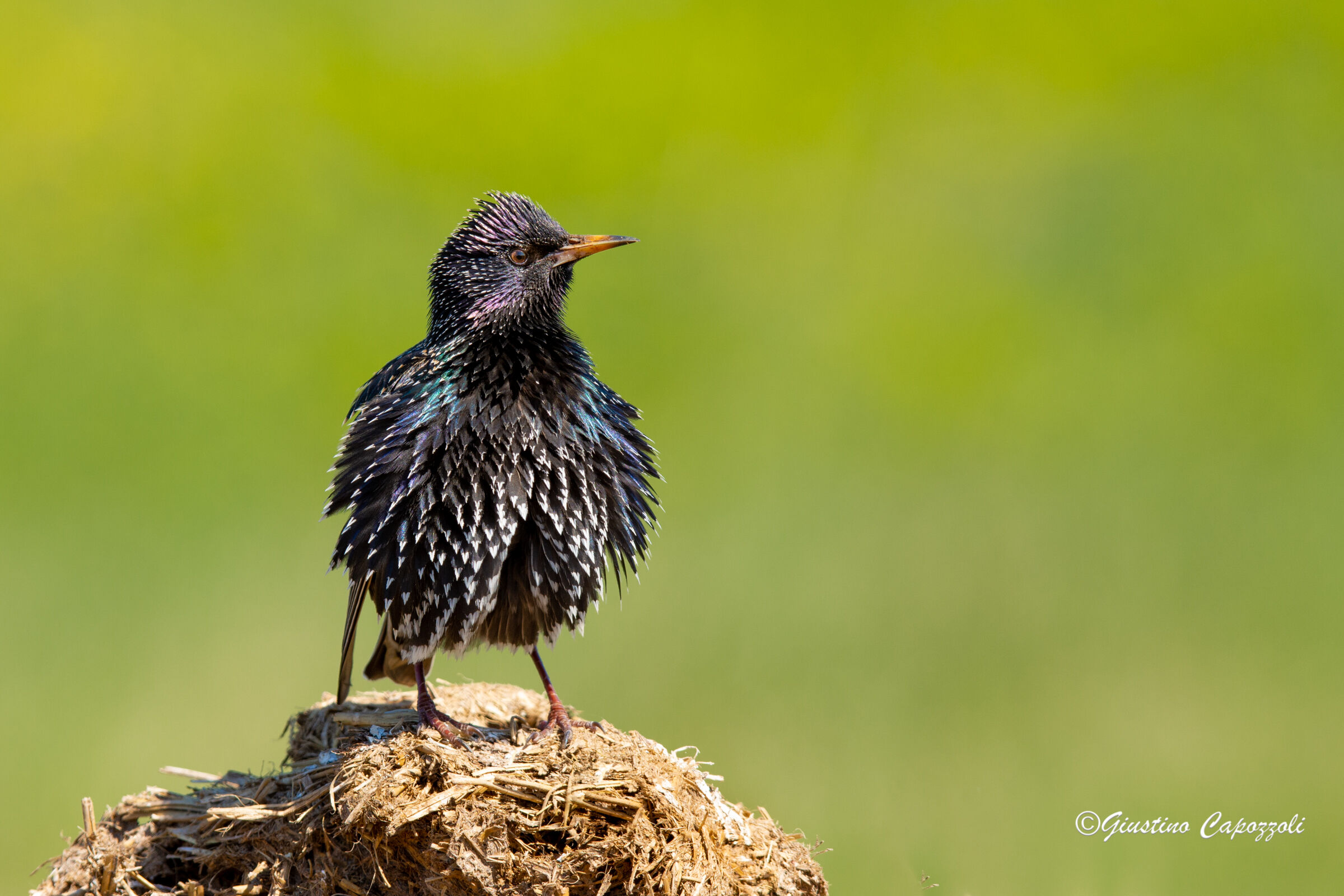 I am the starling.