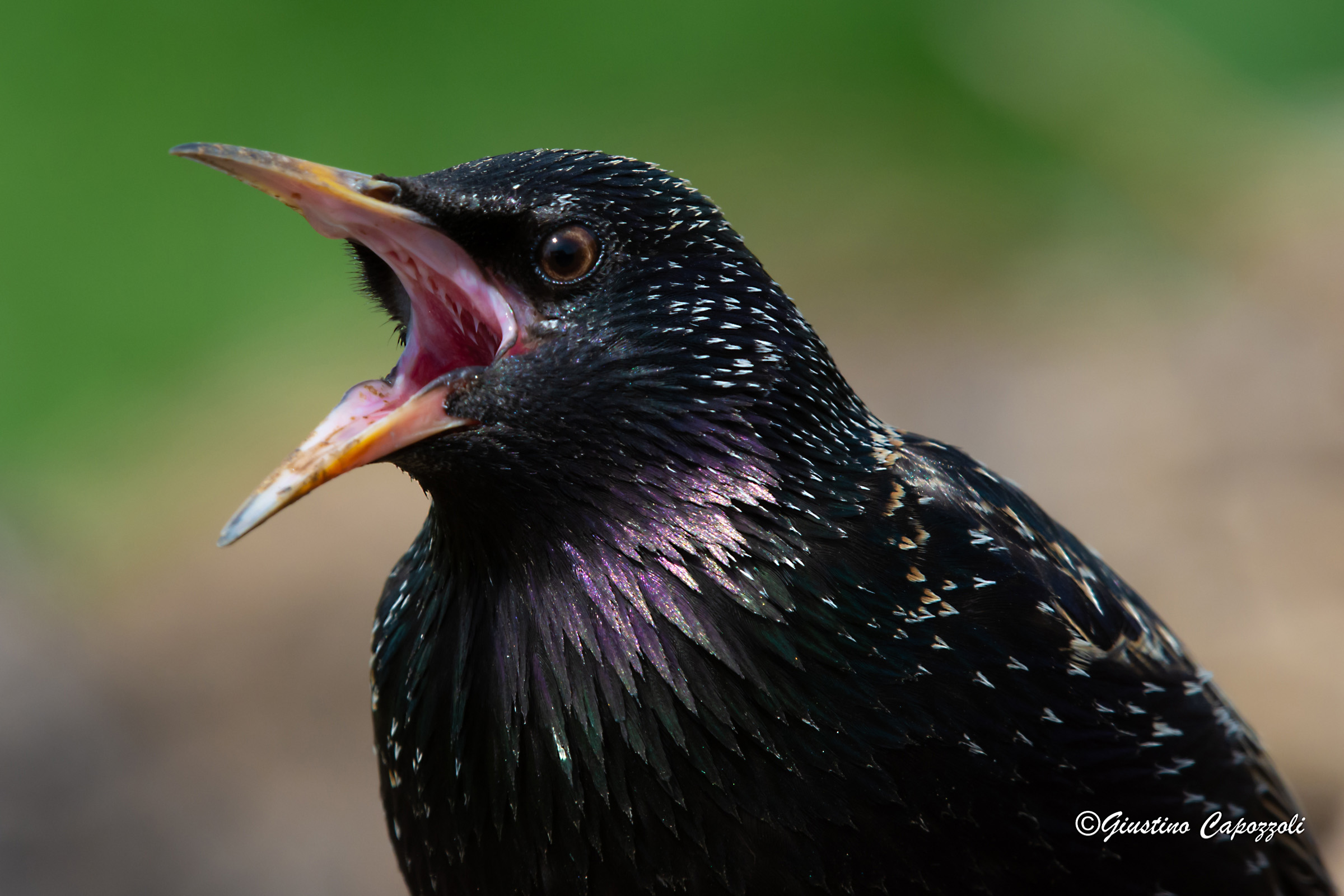 Sturnus Vulgaris