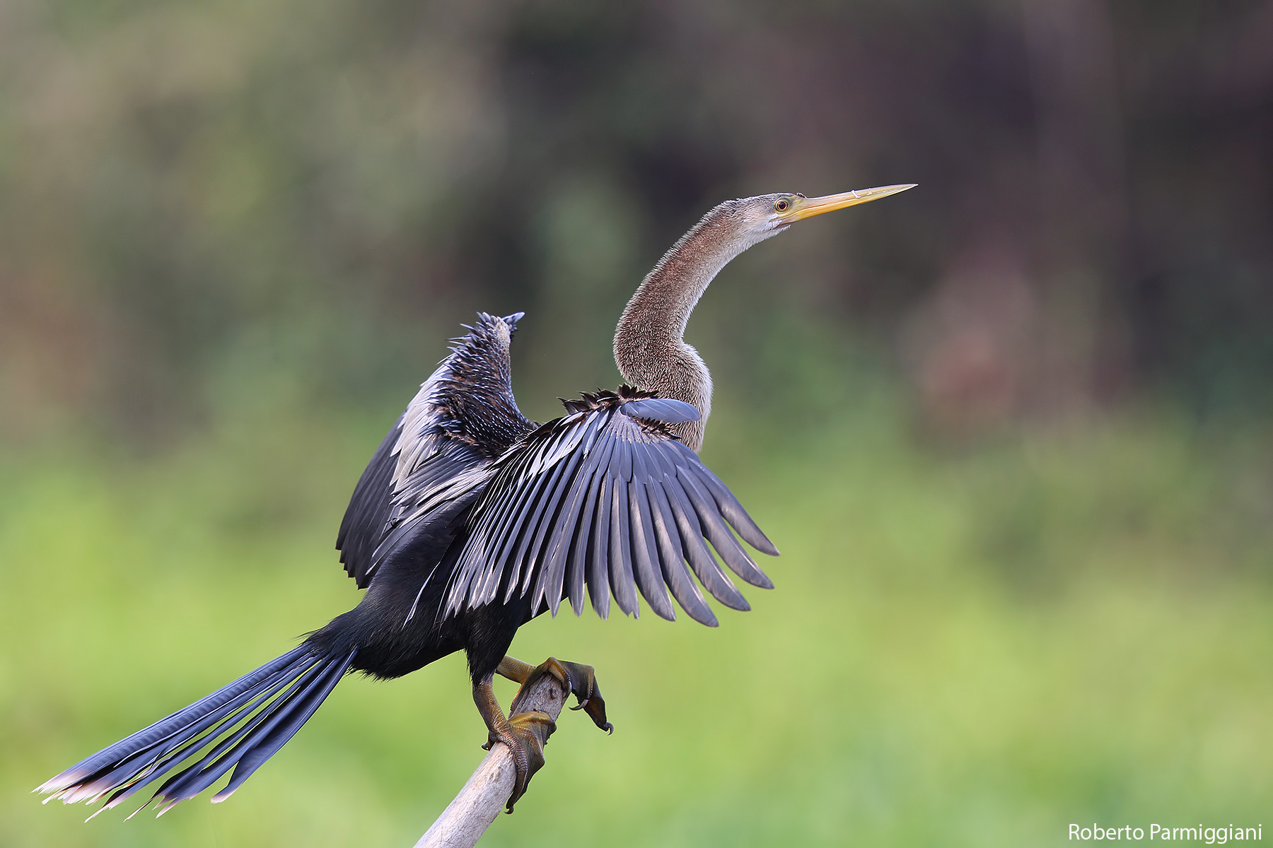 Anhinga